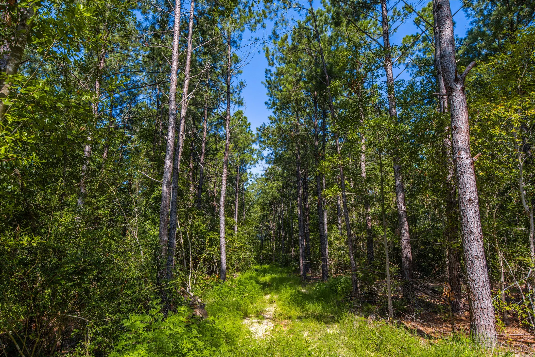 Unimproved Land For Sale in Cherokee County , NW County Road 1713, Jacksonville, Texas 75766, 0, 0, Garage spaces, 0 Sqft, built in 0, mls#21080094, Real Estate Agent in Jacksonville, Homes For Sale in Cherokee county, Homes For Sale in Jacksonville, Realtor in Jacksonville Texas, Real Estate Brokerage Independent Realty Texas, Luminita Cordes Realtor