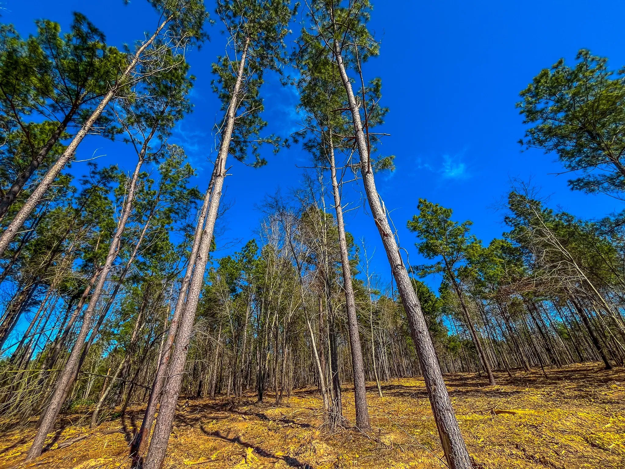 Unimproved Land For Sale in Cherokee County , NW County Road 1713, Jacksonville, Texas 75766, 0, 0, Garage spaces, 0 Sqft, built in 0, mls#21080094, Real Estate Agent in Jacksonville, Homes For Sale in Cherokee county, Homes For Sale in Jacksonville, Realtor in Jacksonville Texas, Real Estate Brokerage Independent Realty Texas, Luminita Cordes Realtor