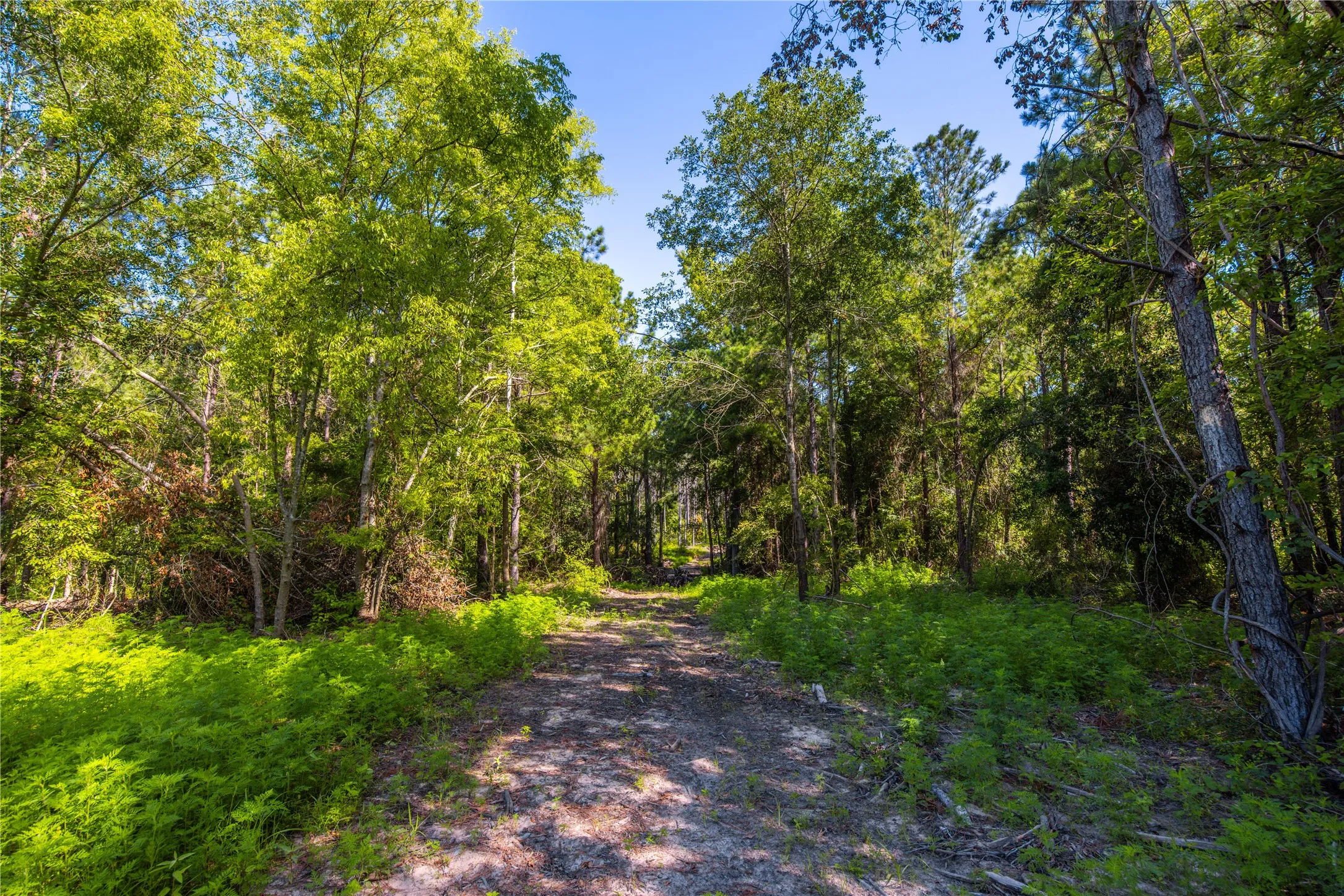 Unimproved Land For Sale in Cherokee County , NW County Road 1713, Jacksonville, Texas 75766, 0, 0, Garage spaces, 0 Sqft, built in 0, mls#21080094, Real Estate Agent in Jacksonville, Homes For Sale in Cherokee county, Homes For Sale in Jacksonville, Realtor in Jacksonville Texas, Real Estate Brokerage Independent Realty Texas, Luminita Cordes Realtor