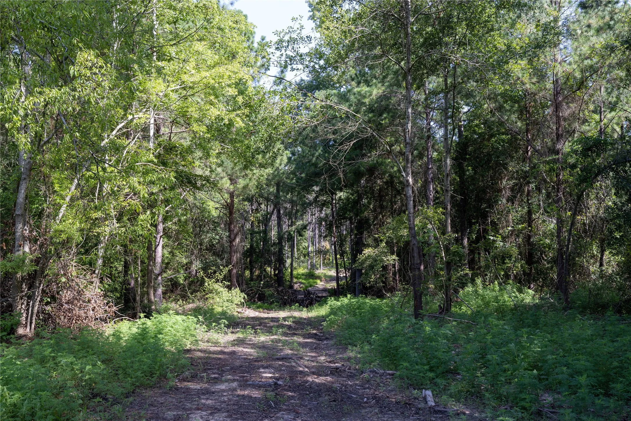 Unimproved Land For Sale in Cherokee County , NW County Road 1713, Jacksonville, Texas 75766, 0, 0, Garage spaces, 0 Sqft, built in 0, mls#21080094, Real Estate Agent in Jacksonville, Homes For Sale in Cherokee county, Homes For Sale in Jacksonville, Realtor in Jacksonville Texas, Real Estate Brokerage Independent Realty Texas, Luminita Cordes Realtor