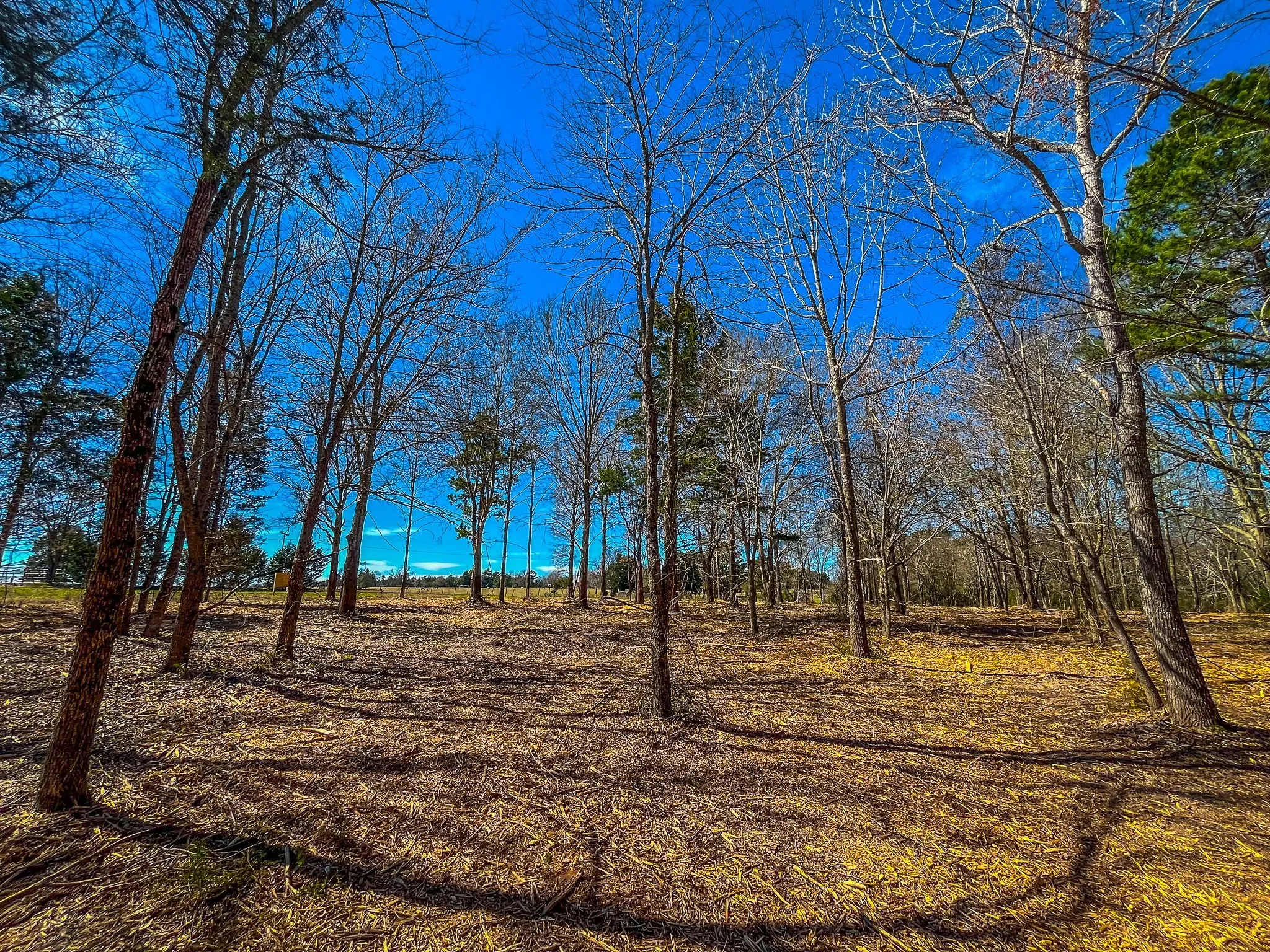 Unimproved Land For Sale in Cherokee County , NW County Road 1713, Jacksonville, Texas 75766, 0, 0, Garage spaces, 0 Sqft, built in 0, mls#21080094, Real Estate Agent in Jacksonville, Homes For Sale in Cherokee county, Homes For Sale in Jacksonville, Realtor in Jacksonville Texas, Real Estate Brokerage Independent Realty Texas, Luminita Cordes Realtor