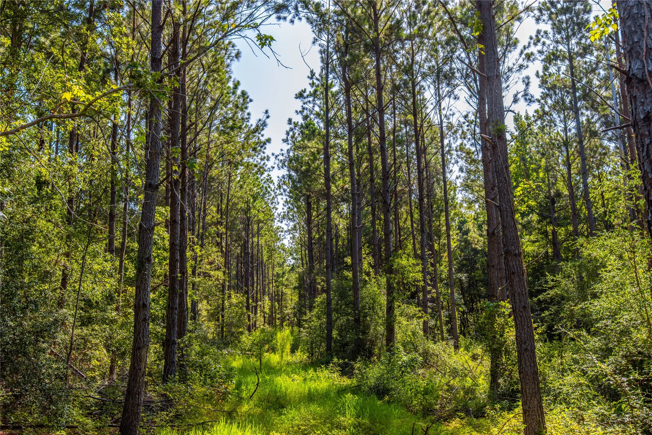 Unimproved Land For Sale in Cherokee County , NW County Road 1713, Jacksonville, Texas 75766, 0, 0, Garage spaces, 0 Sqft, built in 0, mls#21080094, Real Estate Agent in Jacksonville, Homes For Sale in Cherokee county, Homes For Sale in Jacksonville, Realtor in Jacksonville Texas, Real Estate Brokerage Independent Realty Texas, Luminita Cordes Realtor