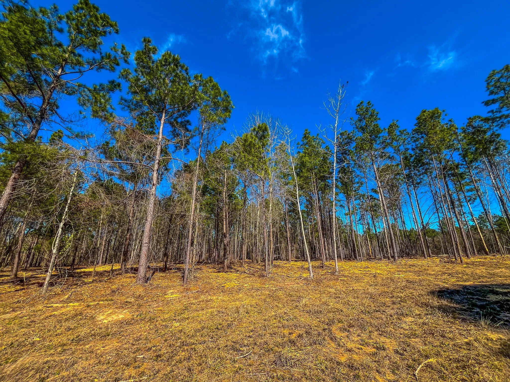 Unimproved Land For Sale in Cherokee County , NW County Road 1713, Jacksonville, Texas 75766, 0, 0, Garage spaces, 0 Sqft, built in 0, mls#21080094, Real Estate Agent in Jacksonville, Homes For Sale in Cherokee county, Homes For Sale in Jacksonville, Realtor in Jacksonville Texas, Real Estate Brokerage Independent Realty Texas, Luminita Cordes Realtor