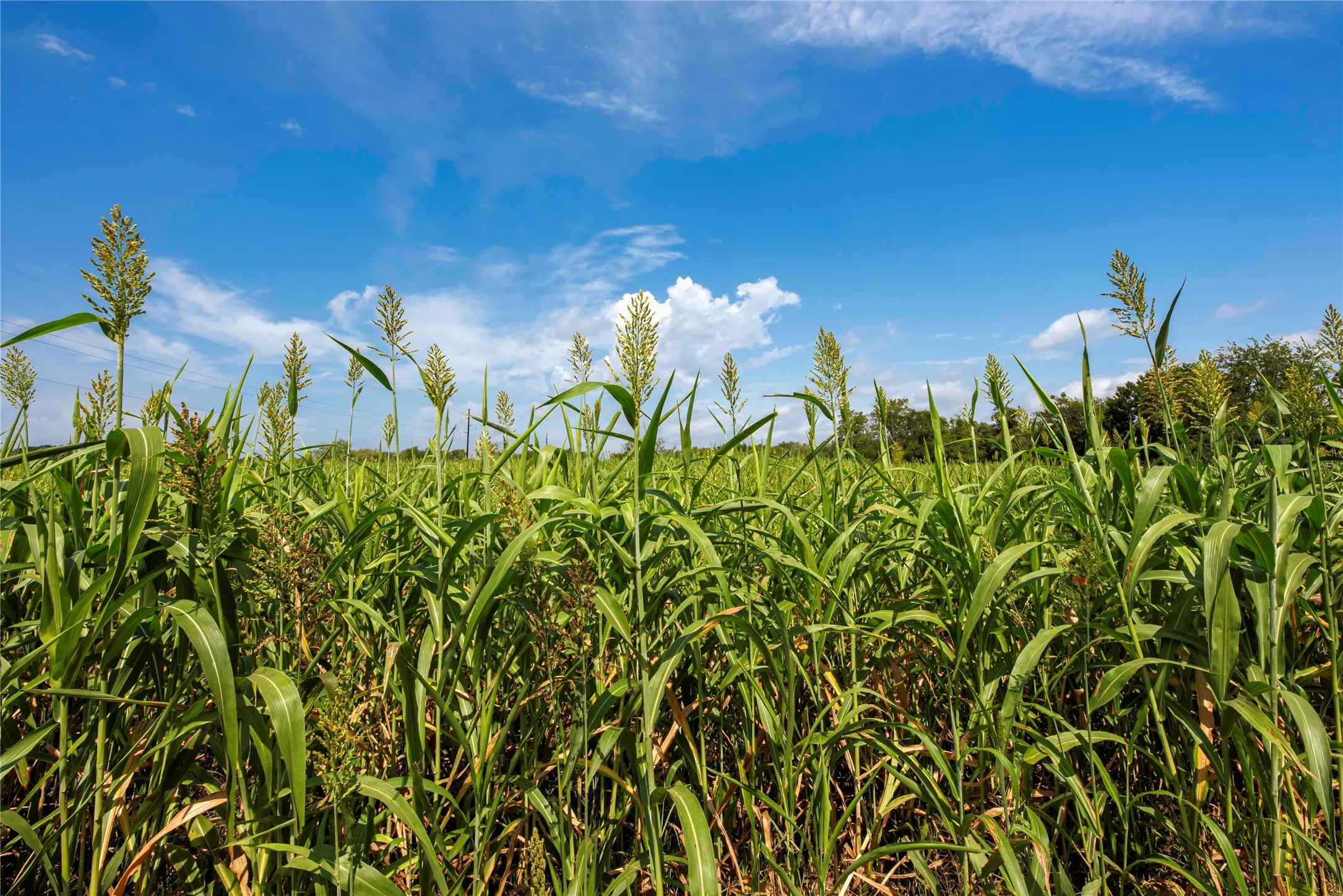 Farm For Sale in Bosque County , 395 County Road 2530, Meridian, Texas 76665, 5 Bedroom, 6 Bathroom, Garage spaces, 2,840 Sqft, built in 2016, mls#21073127, Real Estate Agent in Meridian, Homes For Sale in Bosque county, Homes For Sale in Meridian, Realtor in Meridian Texas, Real Estate Brokerage Independent Realty Texas, Luminita Cordes Realtor