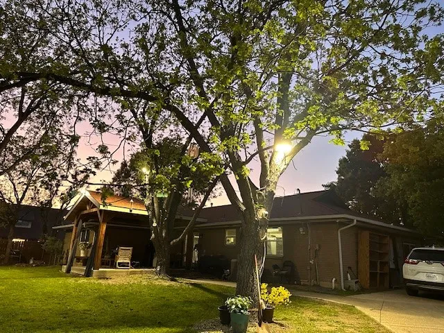 All the trees in the backyard are beautifully illuminated