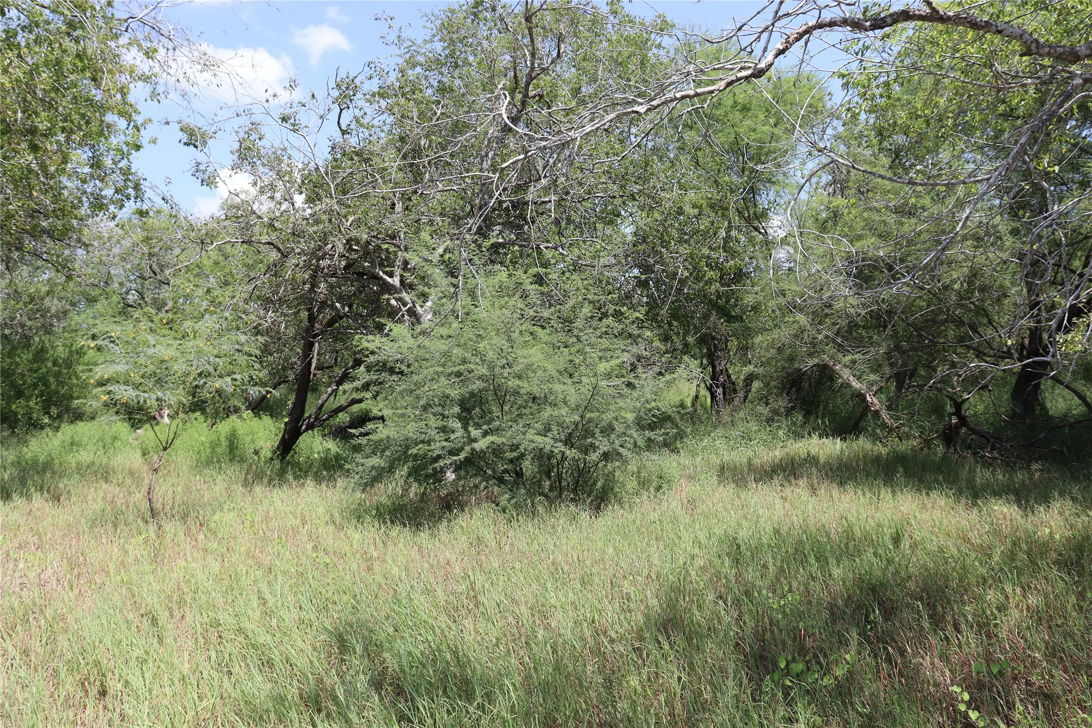 Unimproved Land For Sale in San Patricio County , 14135 County Road 1144, Sinton, Texas 78387, 0, 0, Garage spaces, 0 Sqft, built in 1950, mls#21080875, Real Estate Agent in Sinton, Homes For Sale in San Patricio county, Homes For Sale in Sinton, Realtor in Sinton Texas, Real Estate Brokerage Independent Realty Texas, Luminita Cordes Realtor