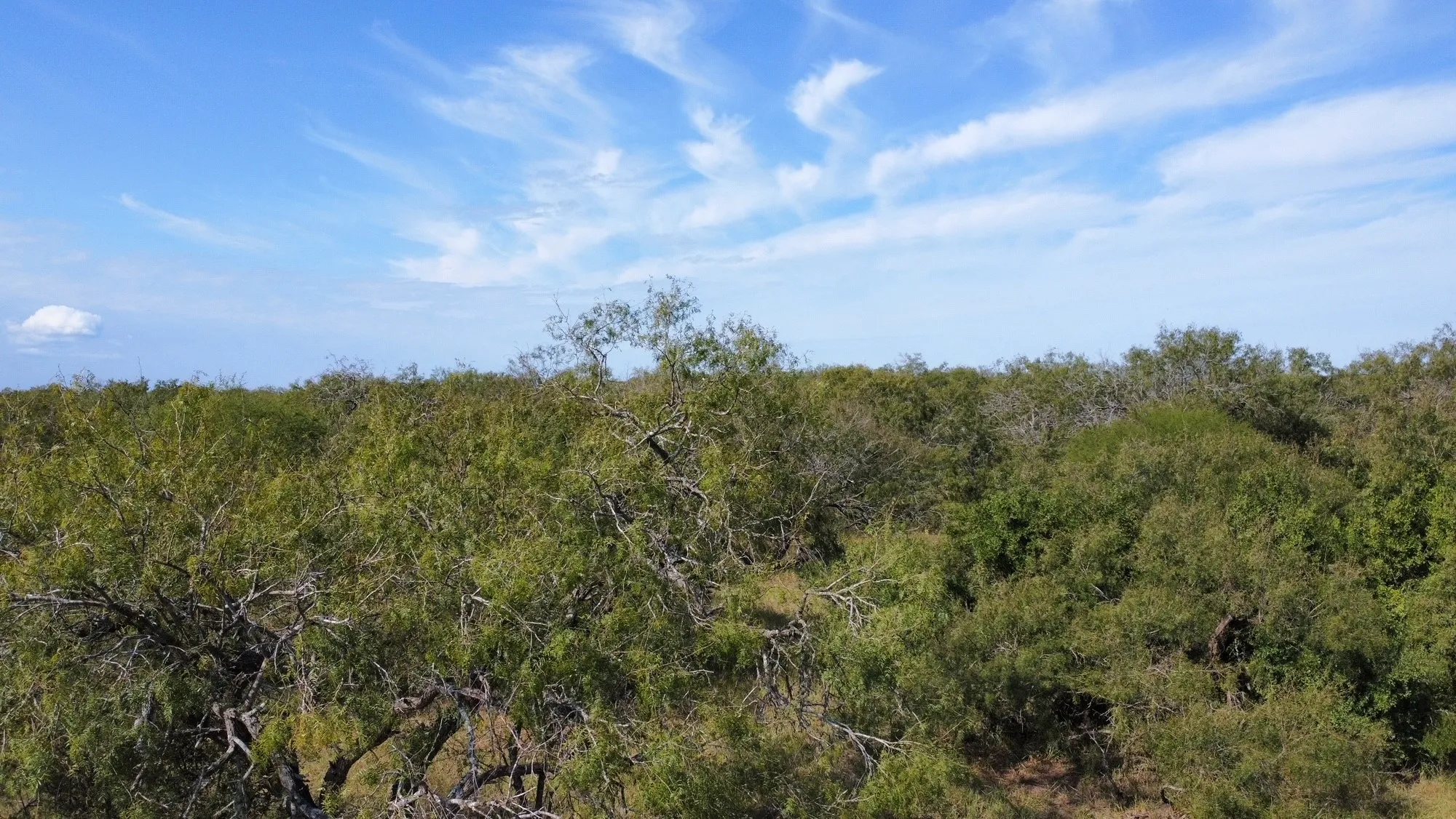 Unimproved Land For Sale in San Patricio County , 14135 County Road 1144, Sinton, Texas 78387, 0, 0, Garage spaces, 0 Sqft, built in 1950, mls#21080875, Real Estate Agent in Sinton, Homes For Sale in San Patricio county, Homes For Sale in Sinton, Realtor in Sinton Texas, Real Estate Brokerage Independent Realty Texas, Luminita Cordes Realtor
