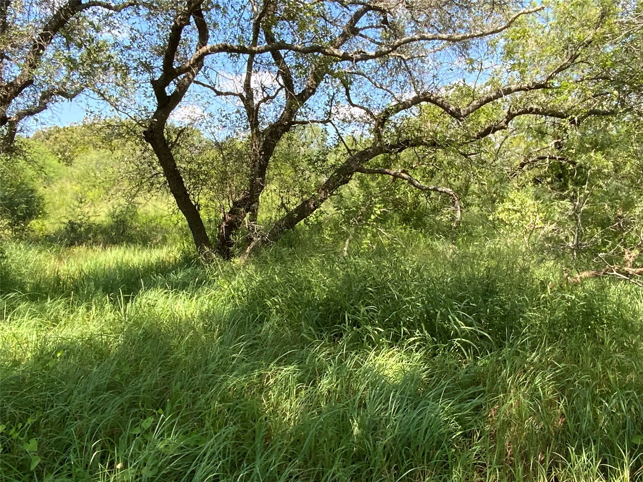 Unimproved Land For Sale in San Patricio County , 14135 County Road 1144, Sinton, Texas 78387, 0, 0, Garage spaces, 0 Sqft, built in 1950, mls#21080875, Real Estate Agent in Sinton, Homes For Sale in San Patricio county, Homes For Sale in Sinton, Realtor in Sinton Texas, Real Estate Brokerage Independent Realty Texas, Luminita Cordes Realtor