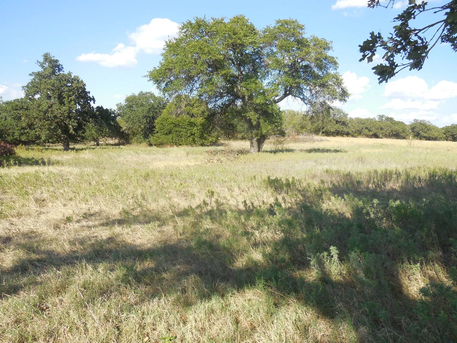 Pasture