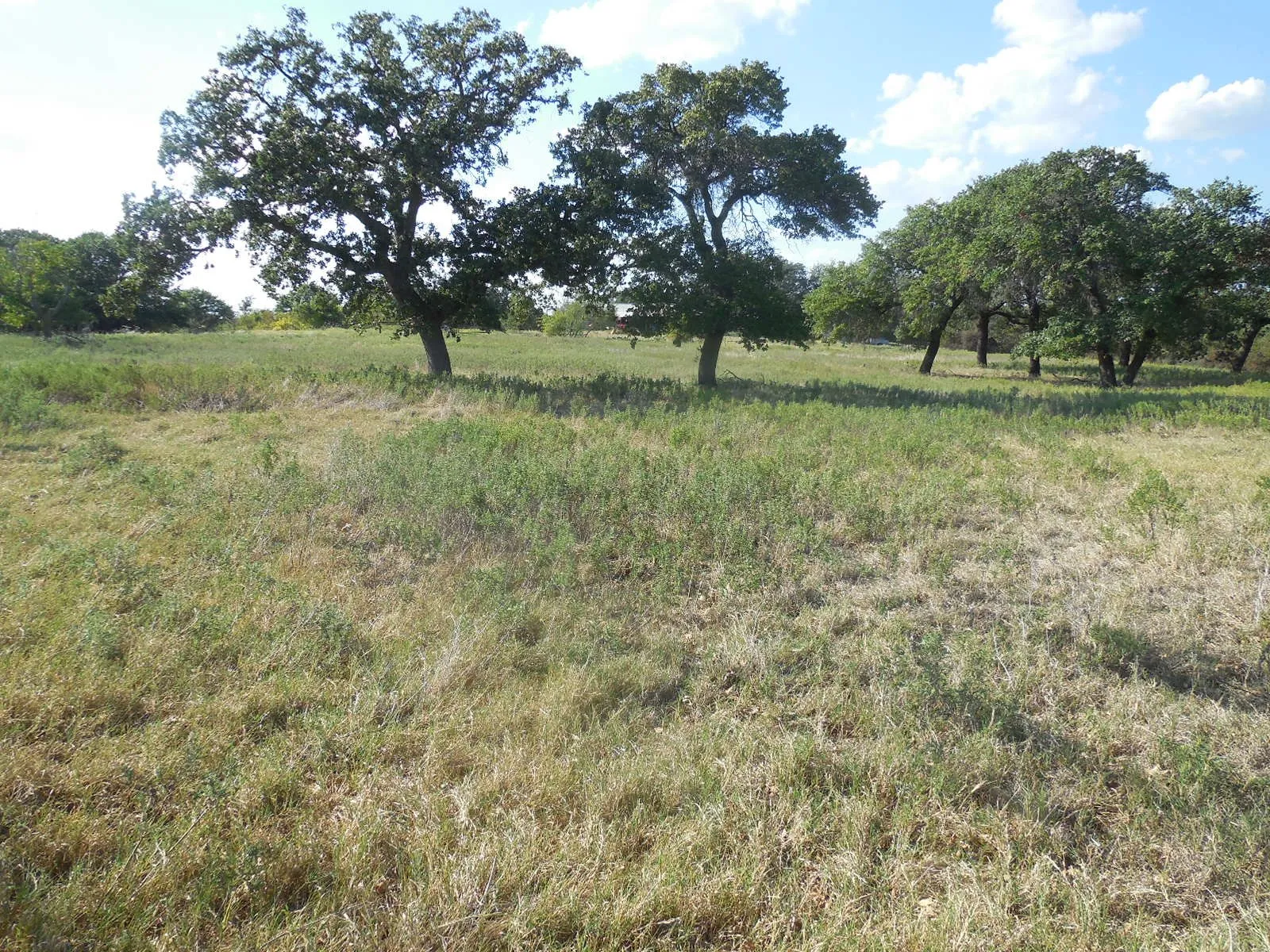 Pasture
