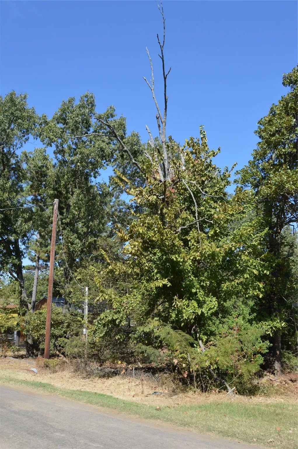 Unimproved Land For Sale in Rains County , TBD Private Road 7704 Road 7704, Emory, Texas 75440, 0, 0, Garage spaces, 0 Sqft, built in 0, Price $32,500, mls#21081828, Real Estate Agent in Emory, Homes For Sale in Rains county, Homes For Sale in Emory, Realtor in Emory Texas, Real Estate Brokerage Independent Realty Texas, Luminita Cordes Realtor