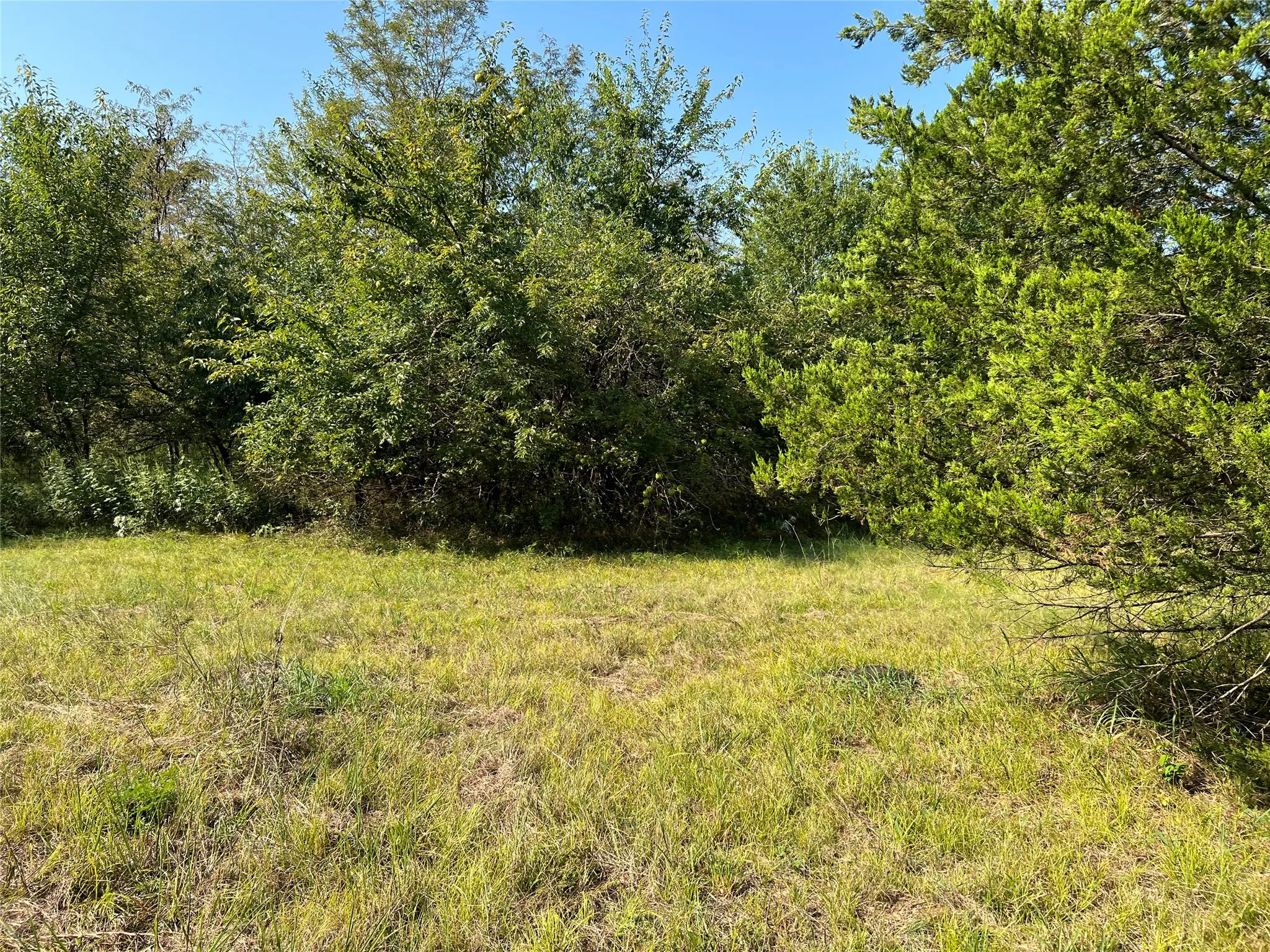 View of local wilderness