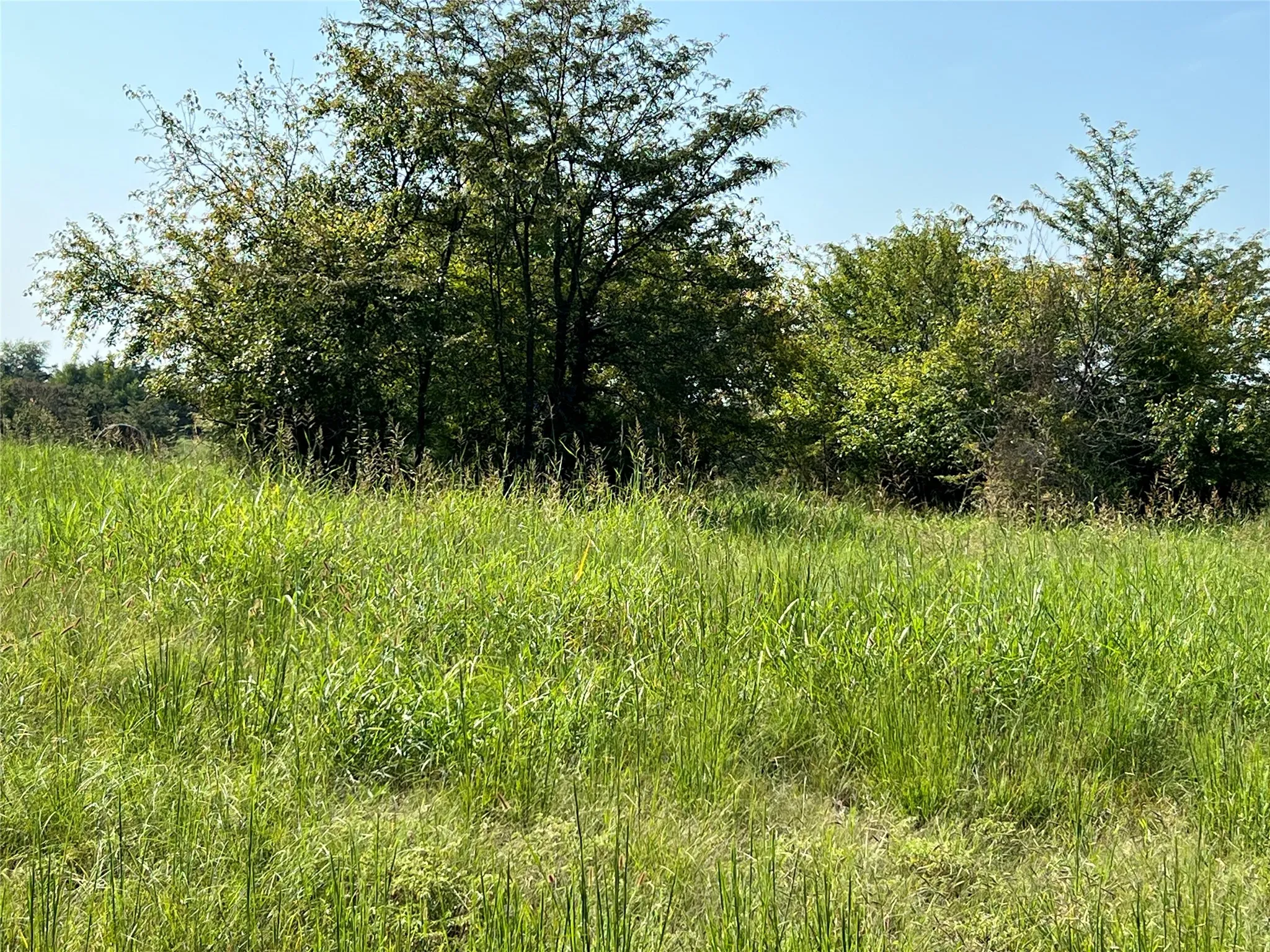View of local wilderness