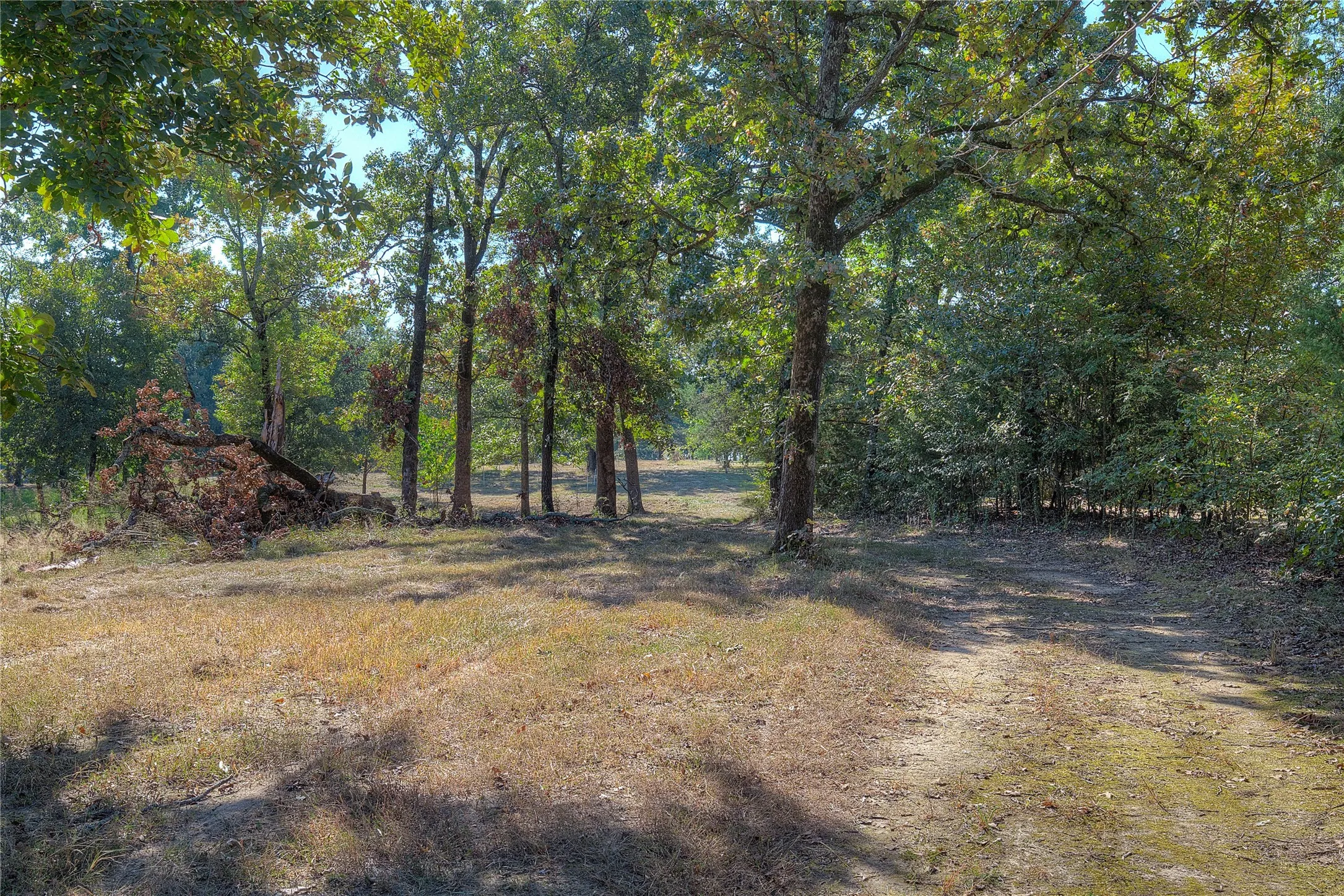 Path towards the lake