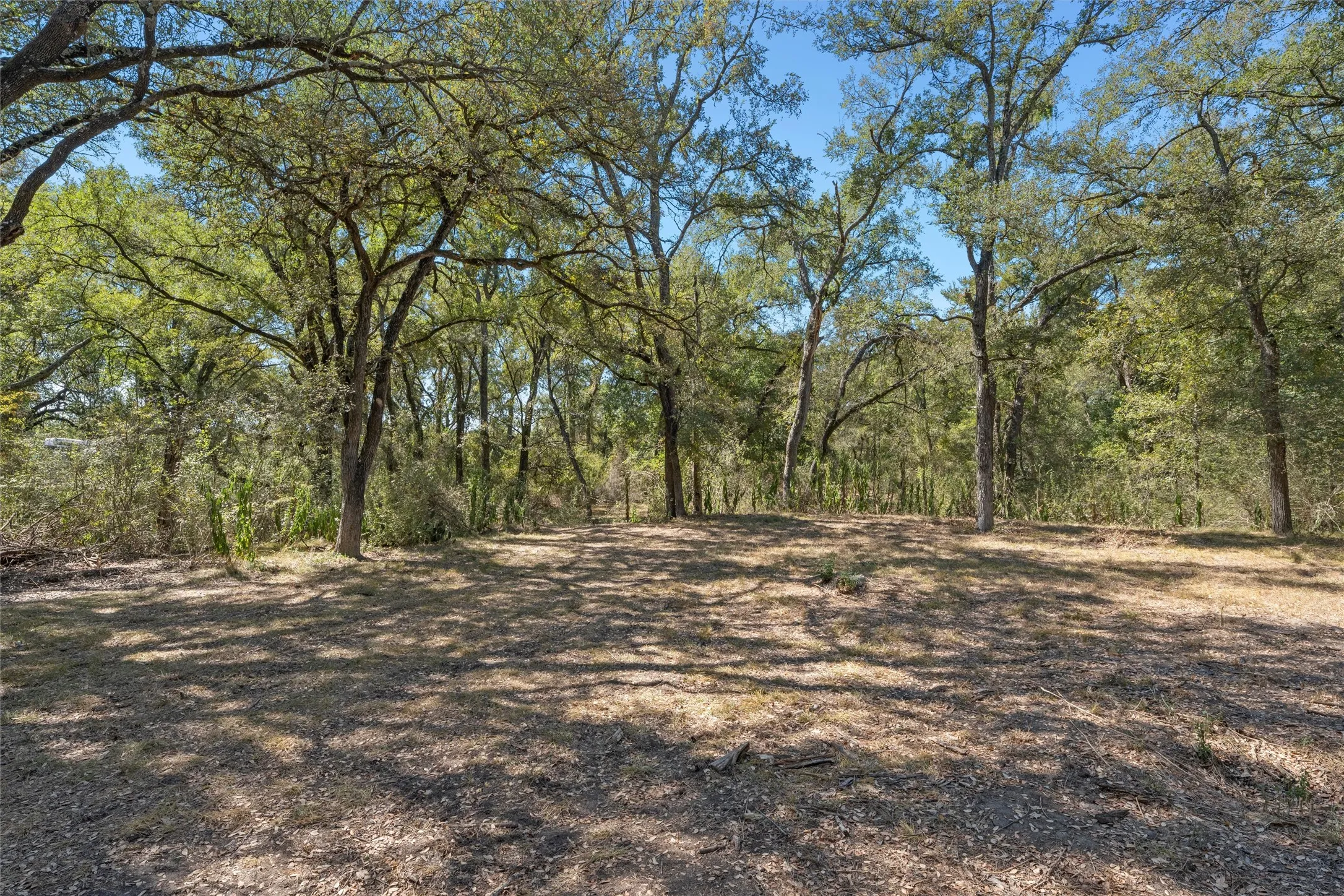 View of woods