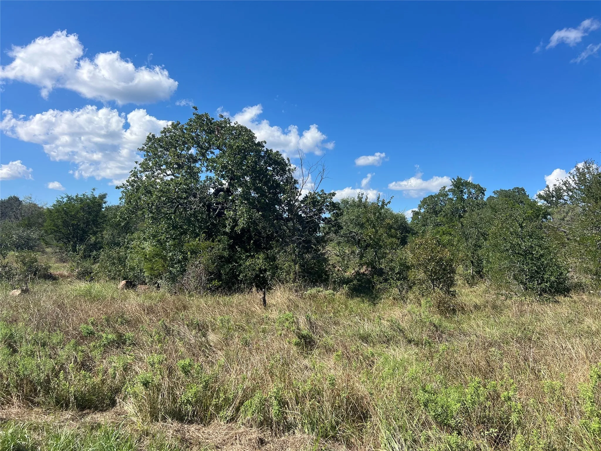 View of Lot undeveloped land with trees & open grassy area