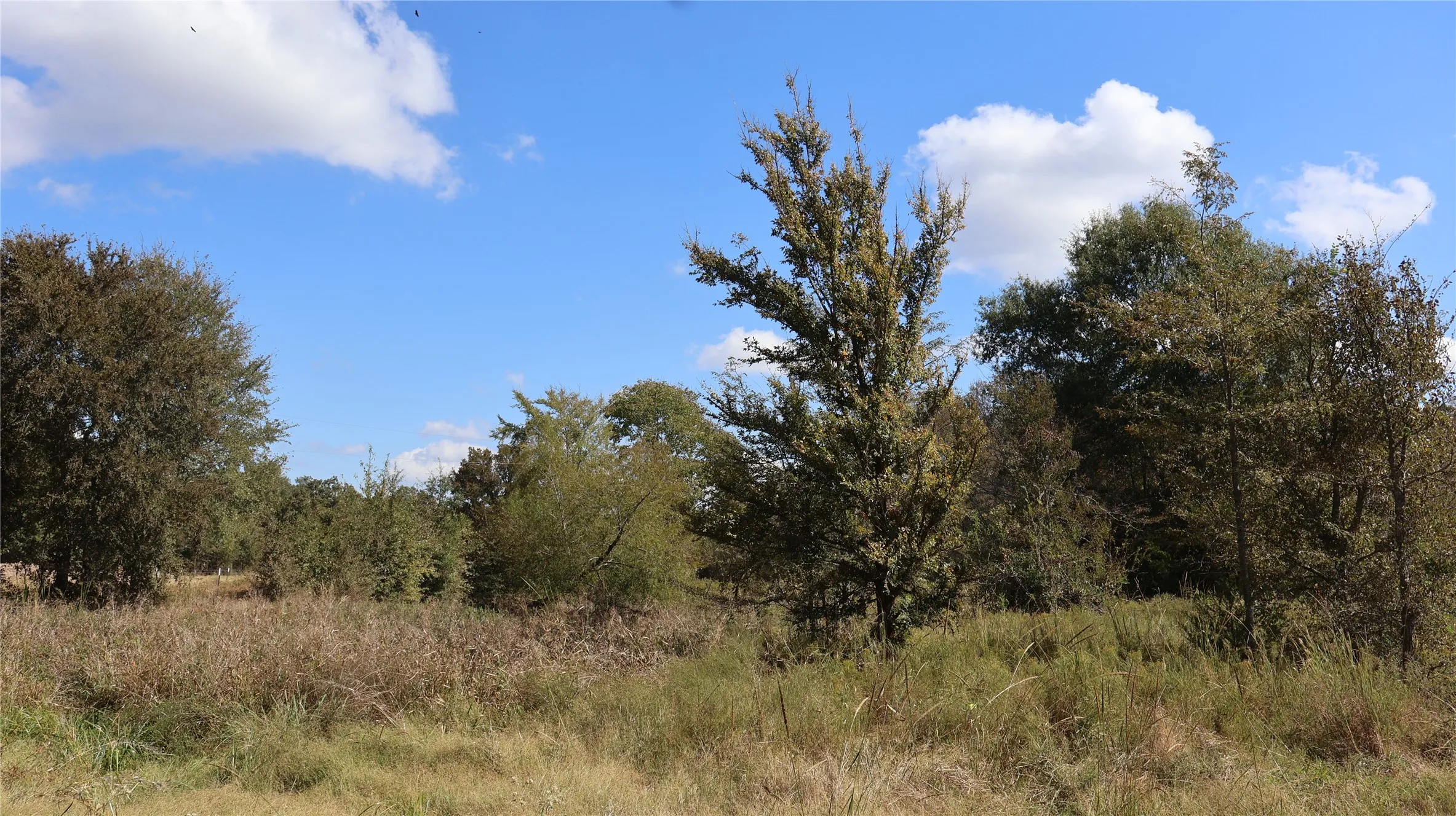 View of local wilderness