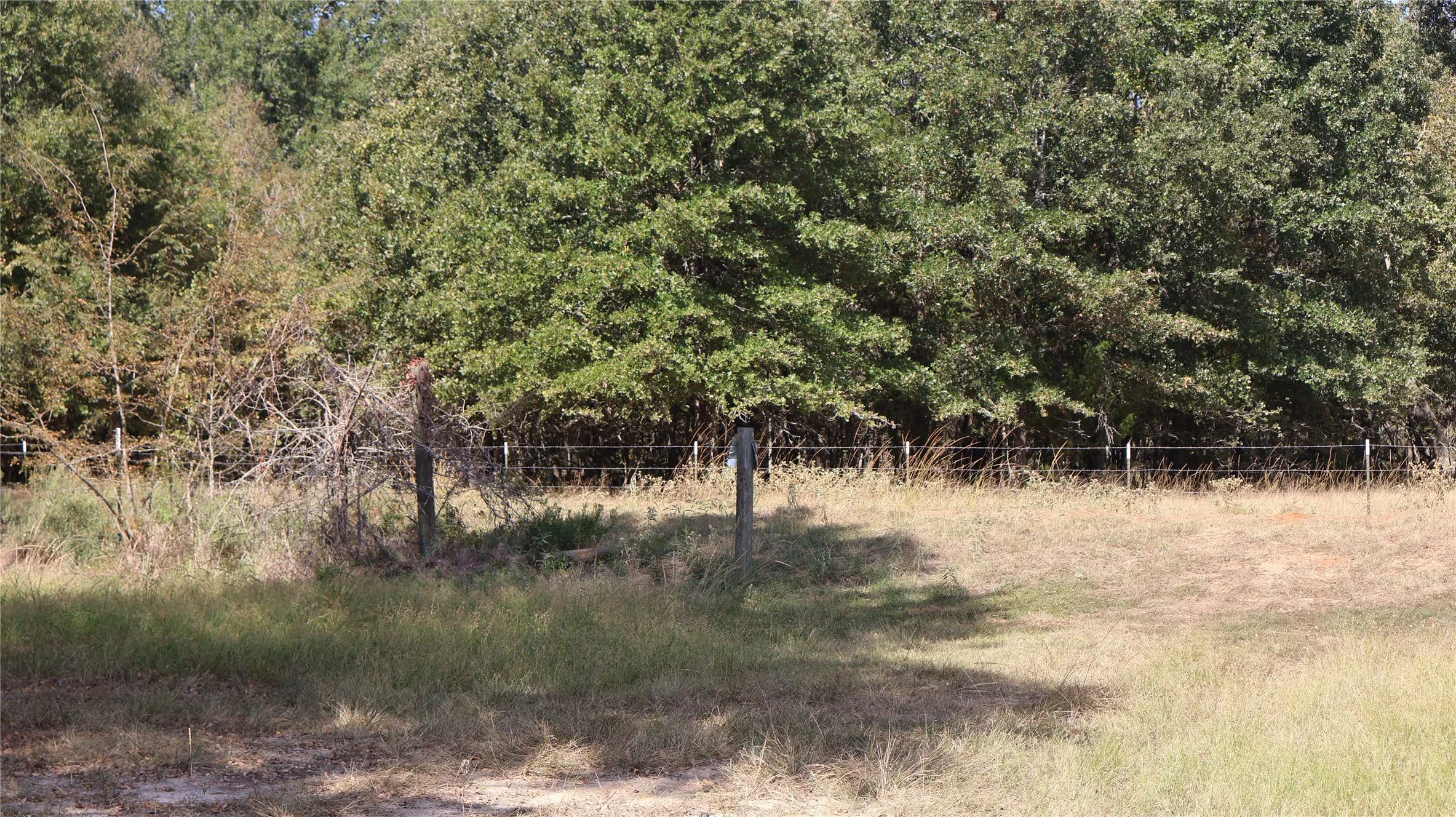 View of nature