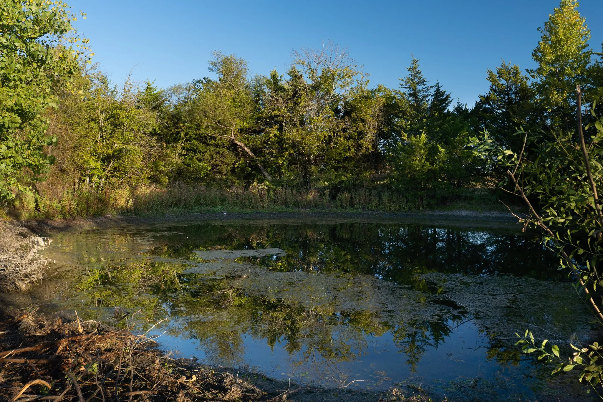 Water view with a forest