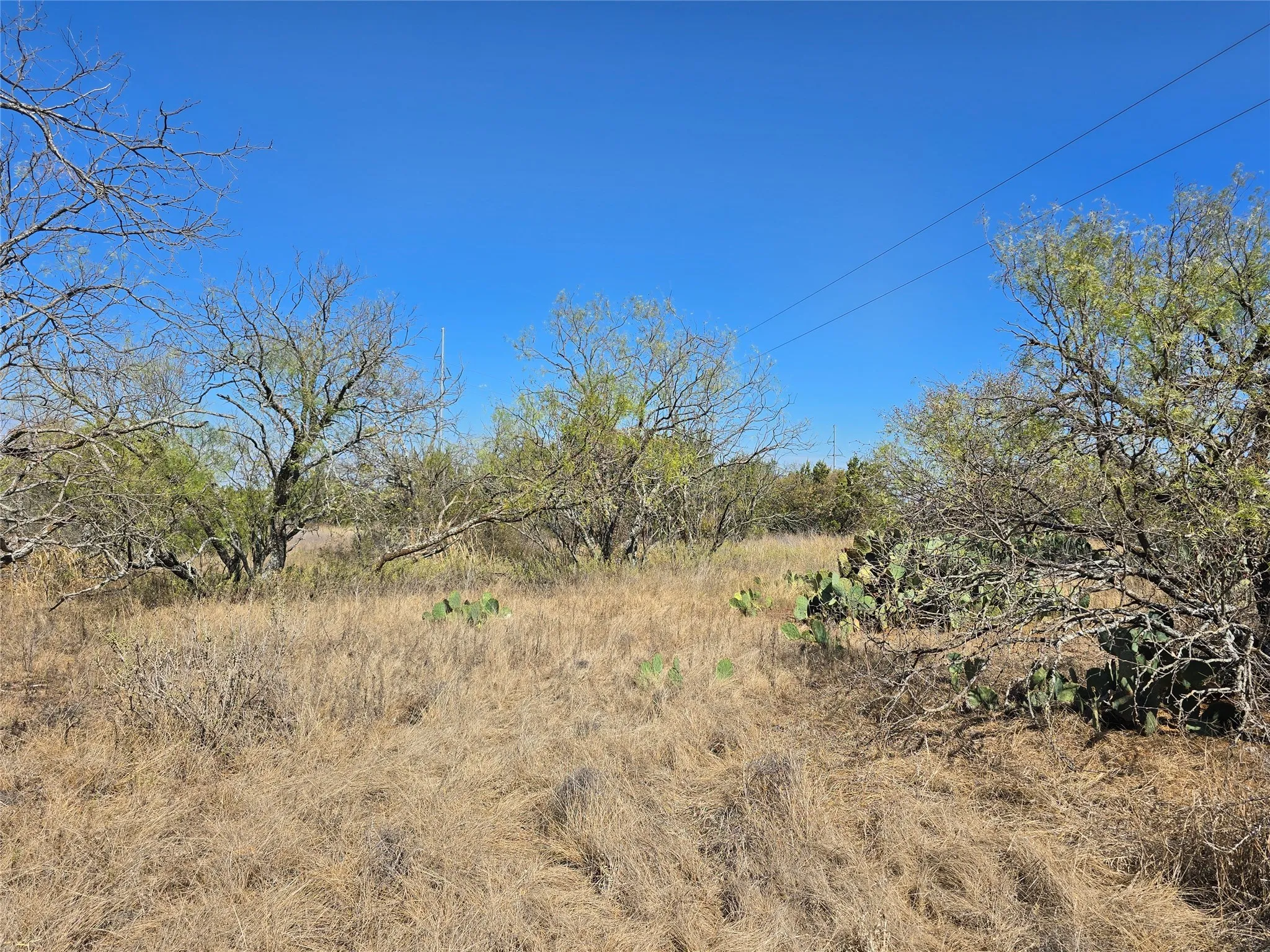 View of local wilderness