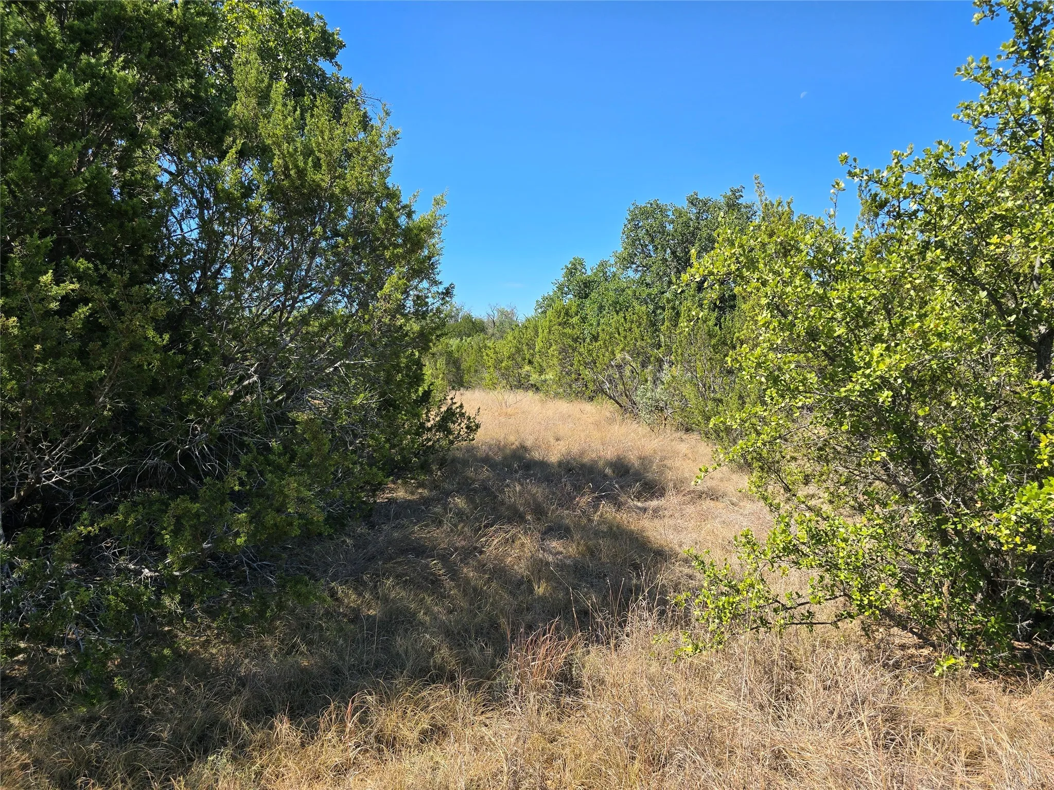 View of local wilderness