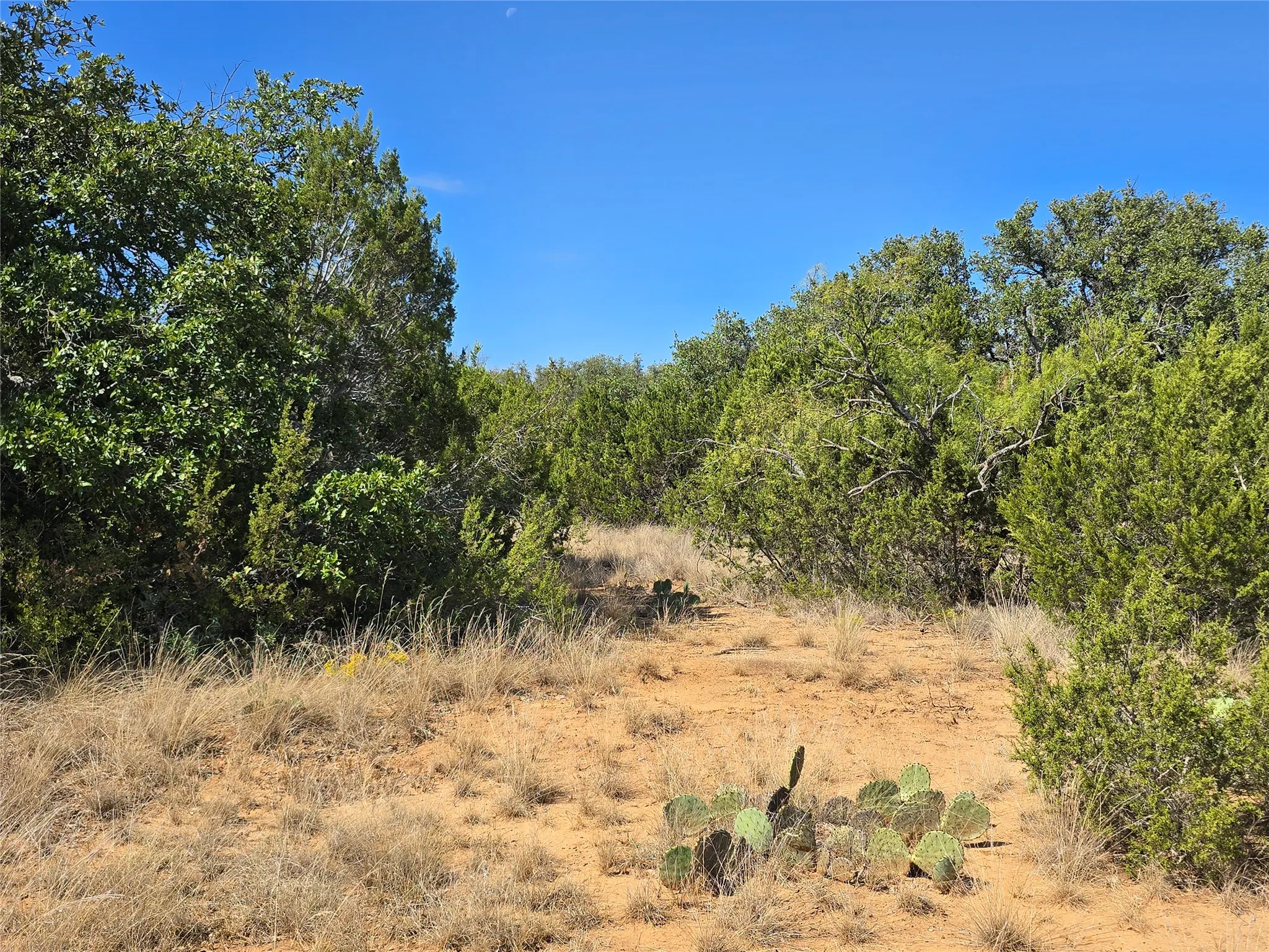 View of undeveloped land