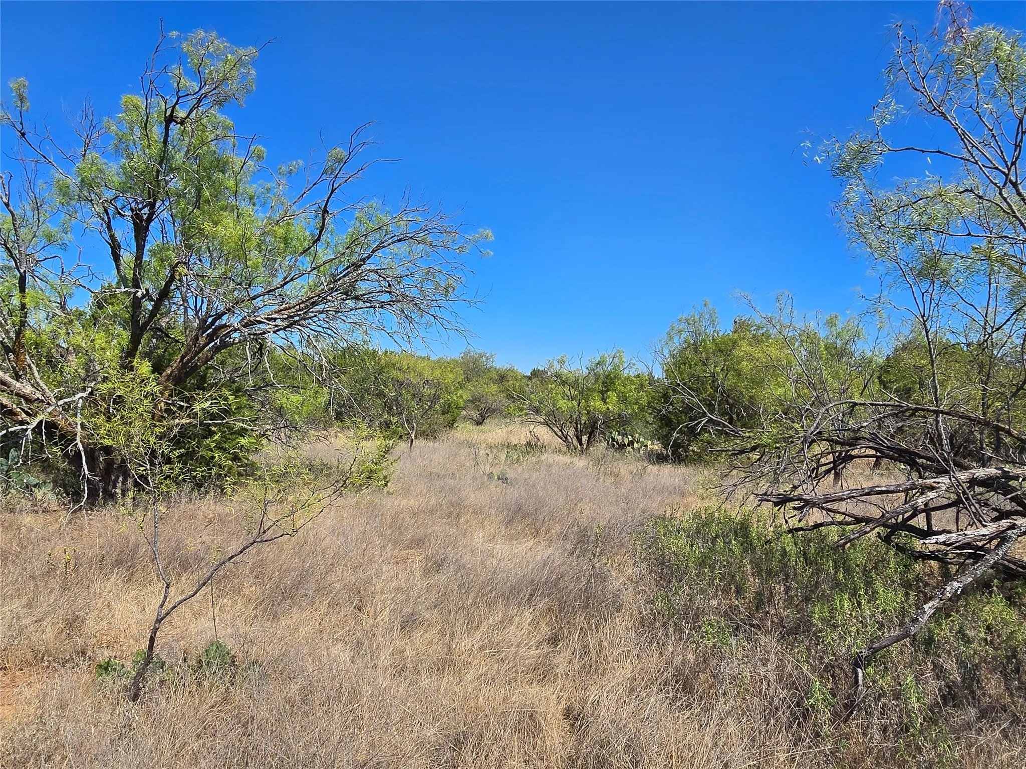 View of local wilderness