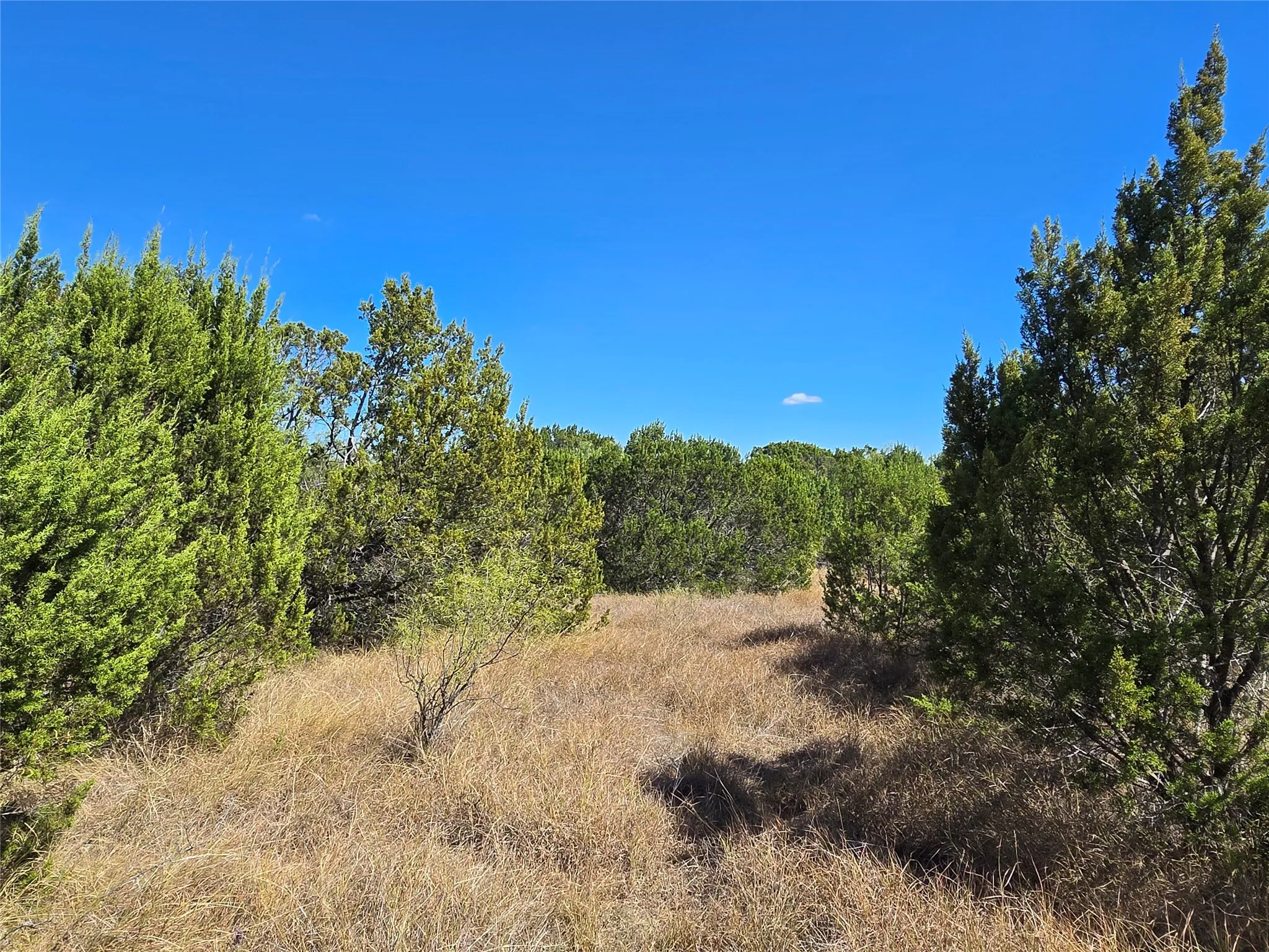 View of tree filled area