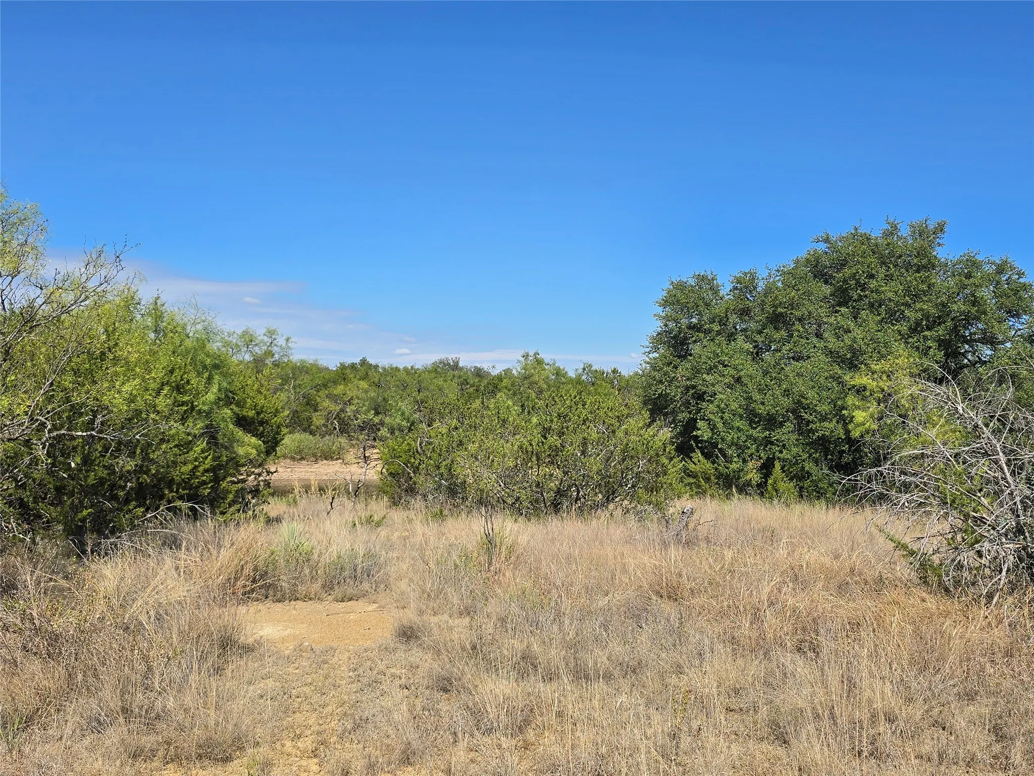 View of tree filled area