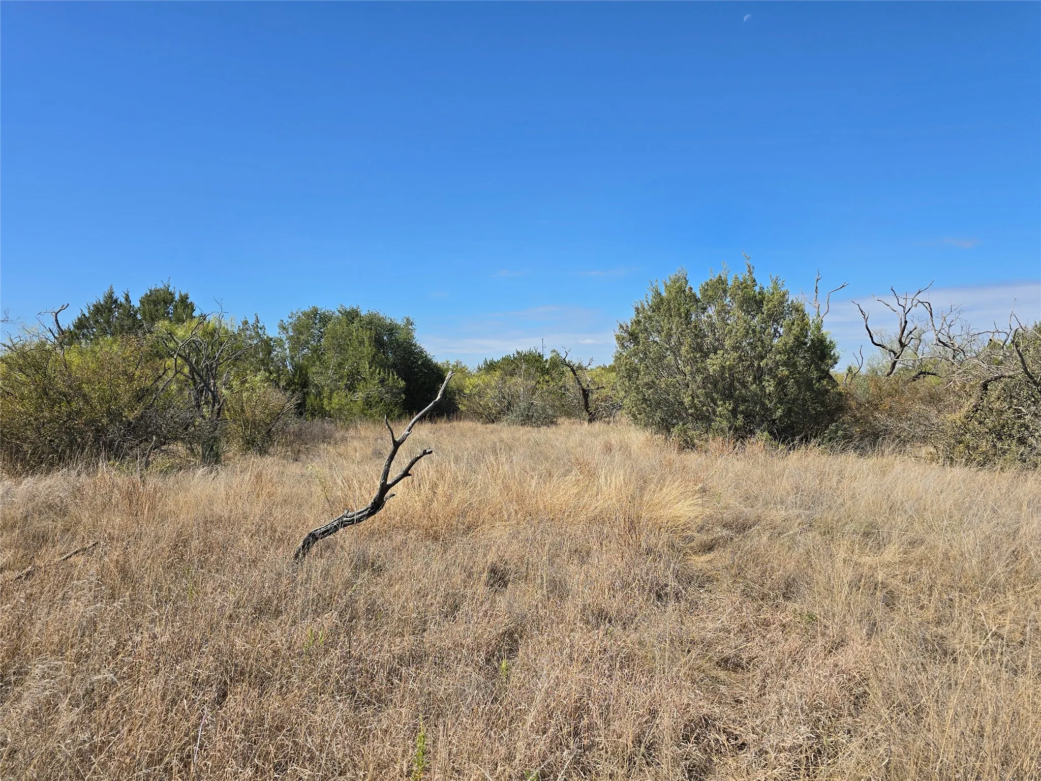 View of local wilderness