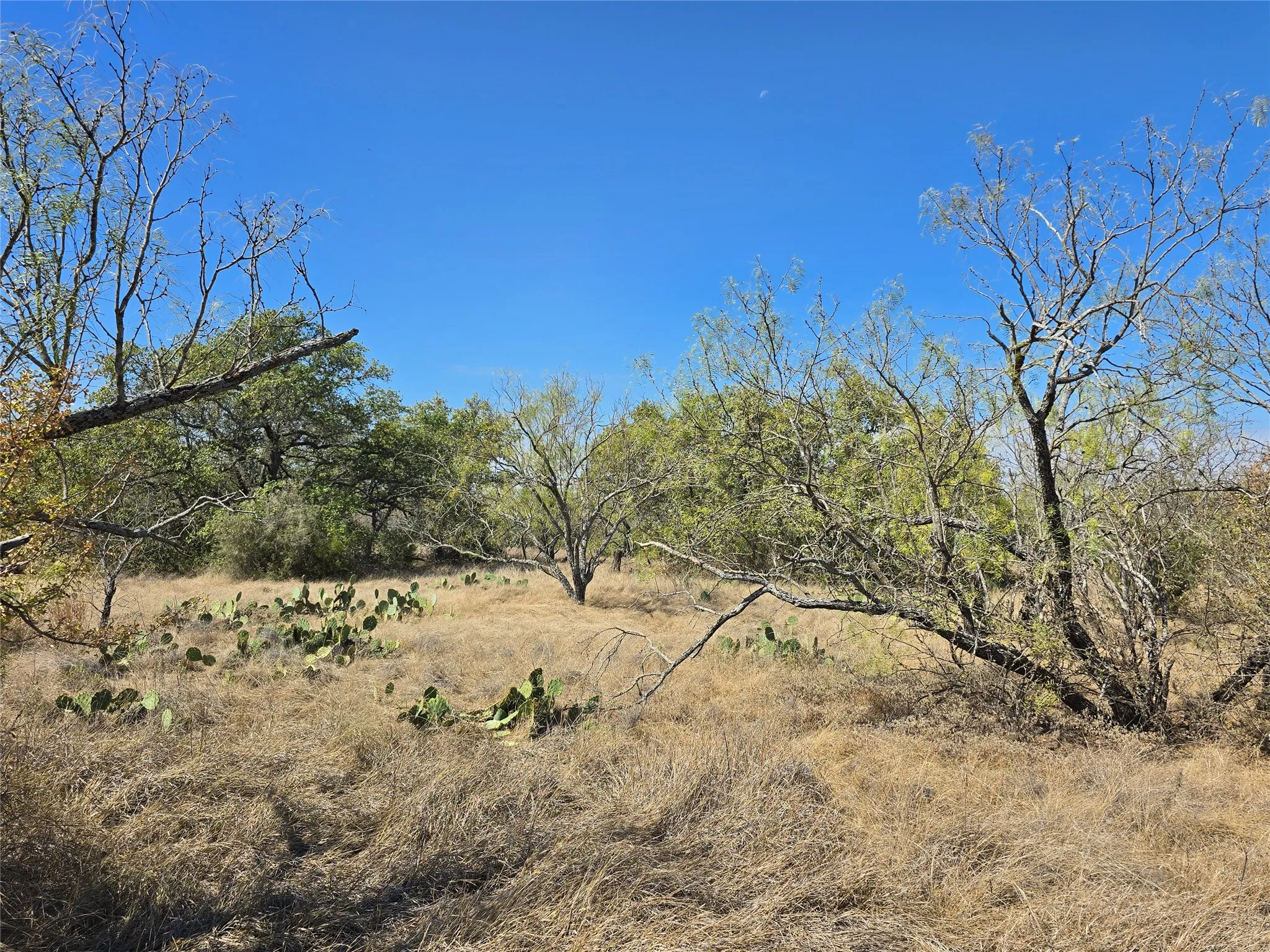 View of local wilderness