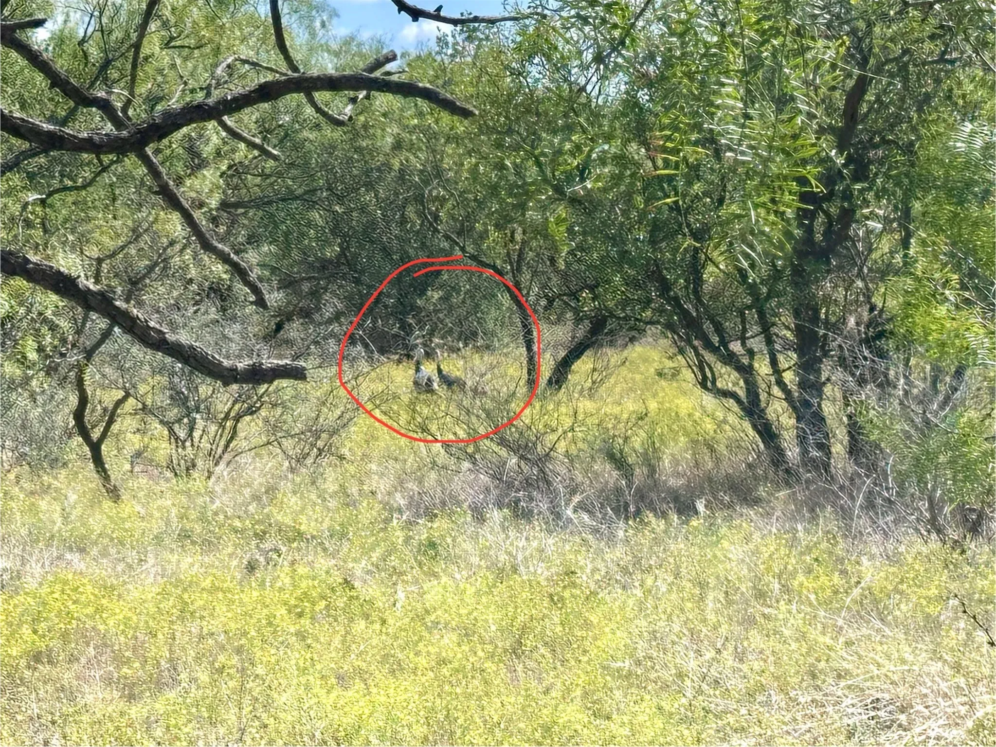 Ranch For Sale in Callahan County , TBD TBA Cnty Road 100, Abilene, Texas 79601, 0, 0, Garage spaces, 0 Sqft, built in 0, mls#21087418, Real Estate Agent in Abilene, Homes For Sale in Callahan county, Homes For Sale in Abilene, Realtor in Abilene Texas, Real Estate Brokerage Independent Realty Texas, Luminita Cordes Realtor