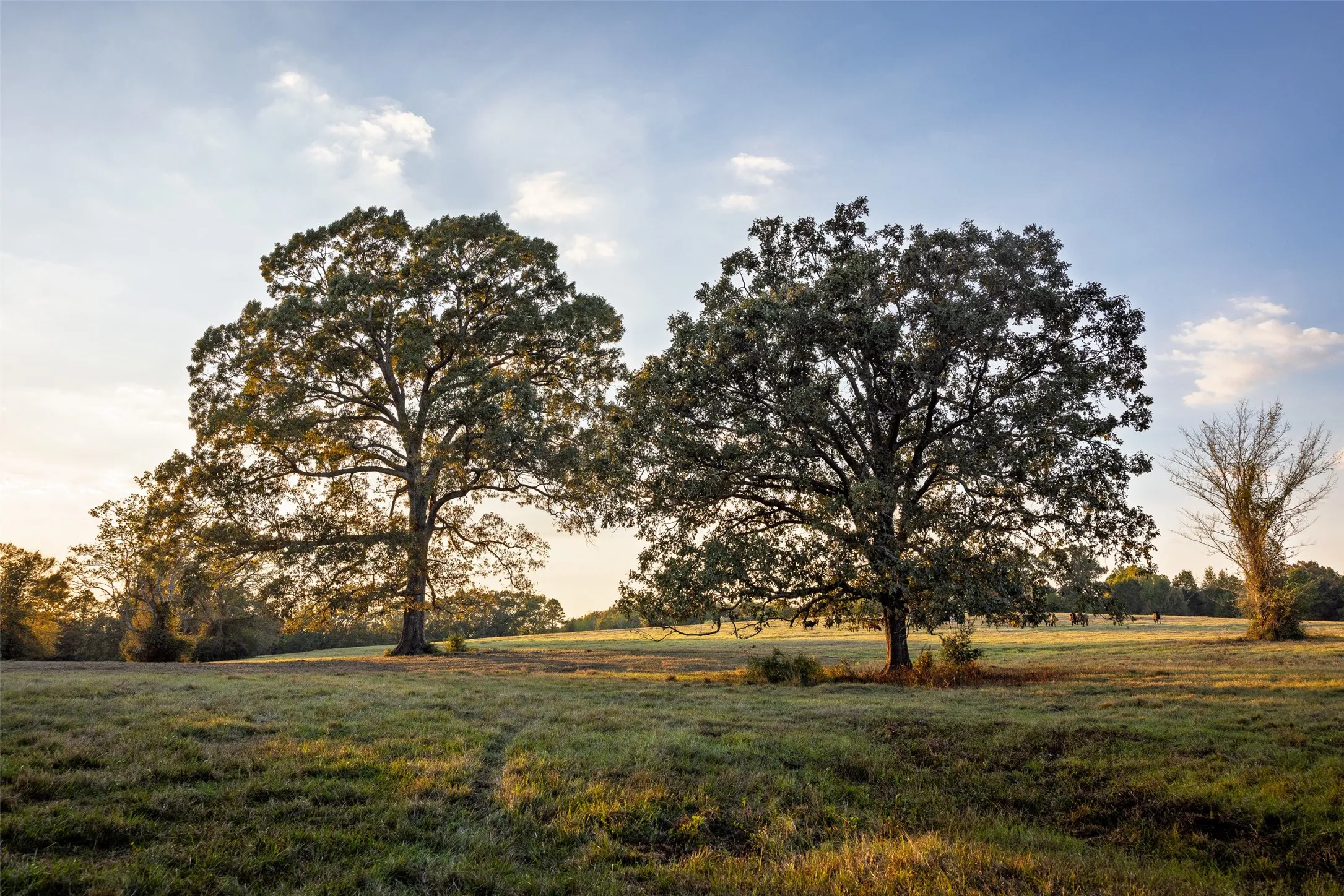 Improved Land For Sale in Shelby County , 973 County Road 2572, Center, Texas 75935, 0, 0, Garage spaces, 0 Sqft, built in 1980, mls#21087604, Real Estate Agent in Center, Homes For Sale in Shelby county, Homes For Sale in Center, Realtor in Center Texas, Real Estate Brokerage Independent Realty Texas, Luminita Cordes Realtor
