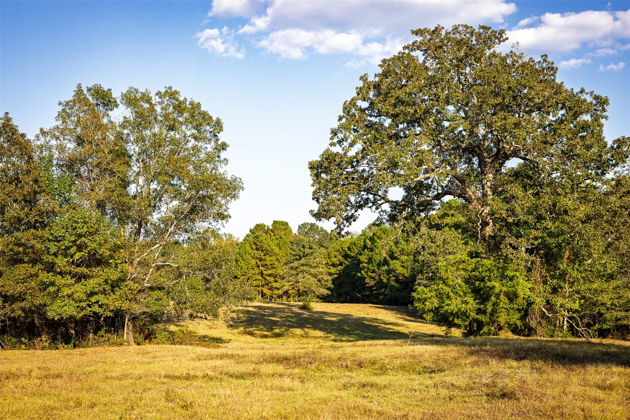 Improved Land For Sale in Shelby County , 973 County Road 2572, Center, Texas 75935, 0, 0, Garage spaces, 0 Sqft, built in 1980, mls#21087604, Real Estate Agent in Center, Homes For Sale in Shelby county, Homes For Sale in Center, Realtor in Center Texas, Real Estate Brokerage Independent Realty Texas, Luminita Cordes Realtor