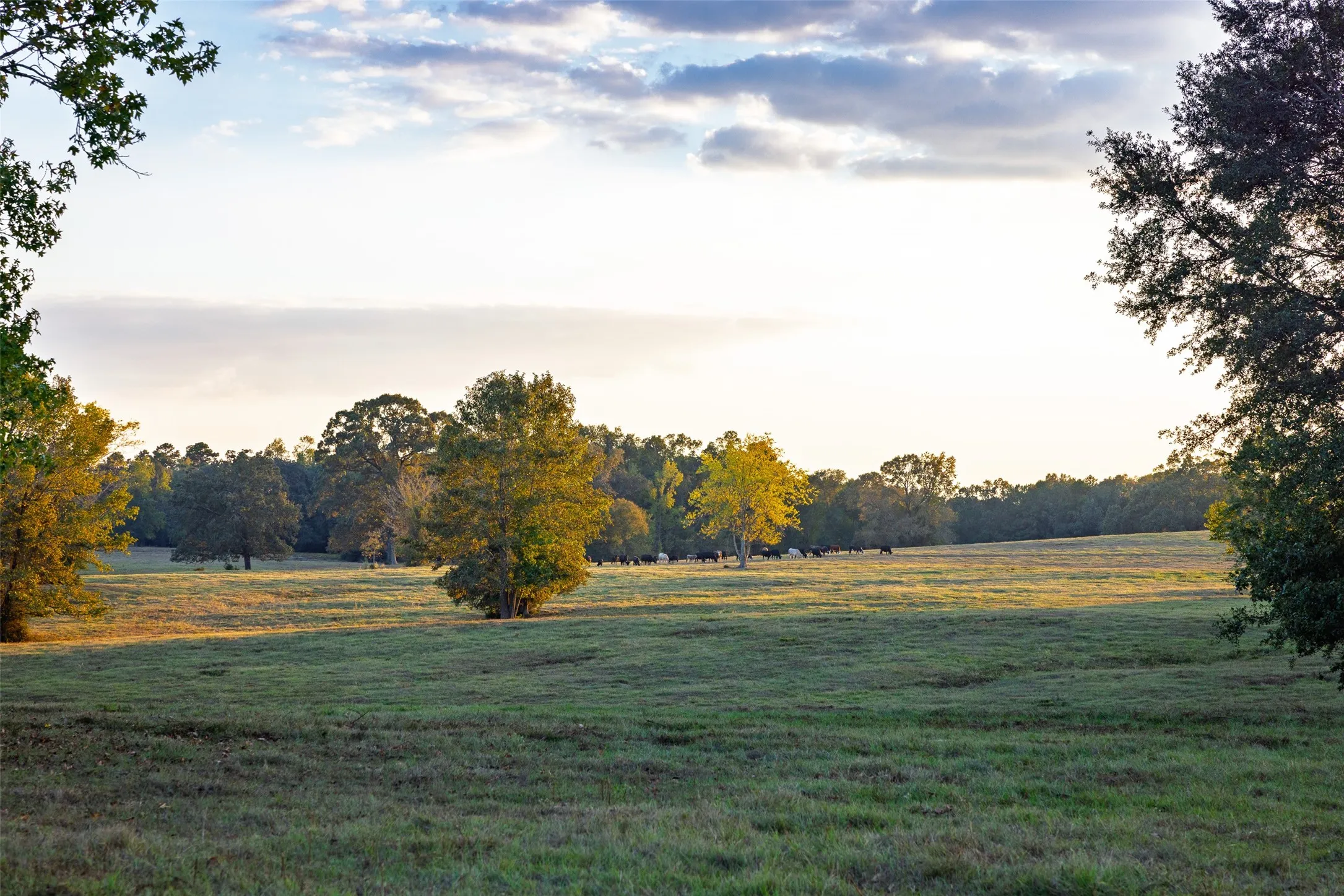 Improved Land For Sale in Shelby County , 973 County Road 2572, Center, Texas 75935, 0, 0, Garage spaces, 0 Sqft, built in 1980, mls#21087604, Real Estate Agent in Center, Homes For Sale in Shelby county, Homes For Sale in Center, Realtor in Center Texas, Real Estate Brokerage Independent Realty Texas, Luminita Cordes Realtor