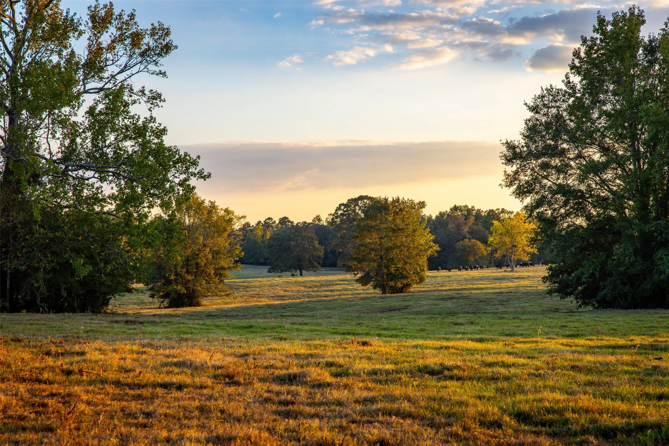 Improved Land For Sale in Shelby County , 973 County Road 2572, Center, Texas 75935, 0, 0, Garage spaces, 0 Sqft, built in 1980, mls#21087604, Real Estate Agent in Center, Homes For Sale in Shelby county, Homes For Sale in Center, Realtor in Center Texas, Real Estate Brokerage Independent Realty Texas, Luminita Cordes Realtor