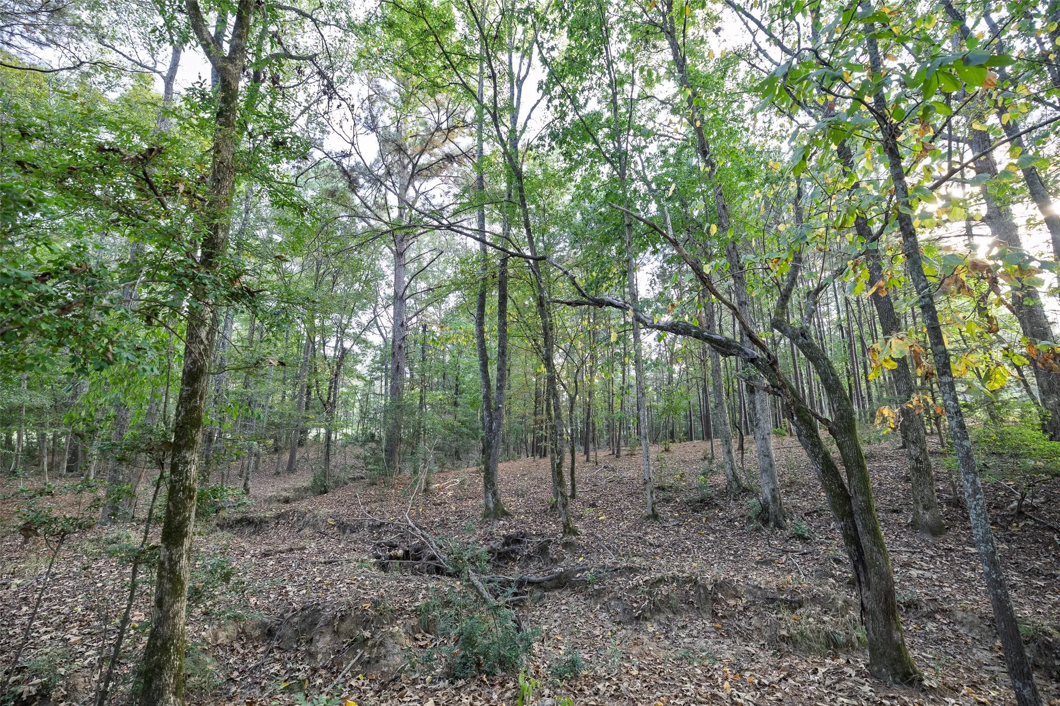 Improved Land For Sale in Shelby County , 973 County Road 2572, Center, Texas 75935, 0, 0, Garage spaces, 0 Sqft, built in 1980, mls#21087604, Real Estate Agent in Center, Homes For Sale in Shelby county, Homes For Sale in Center, Realtor in Center Texas, Real Estate Brokerage Independent Realty Texas, Luminita Cordes Realtor