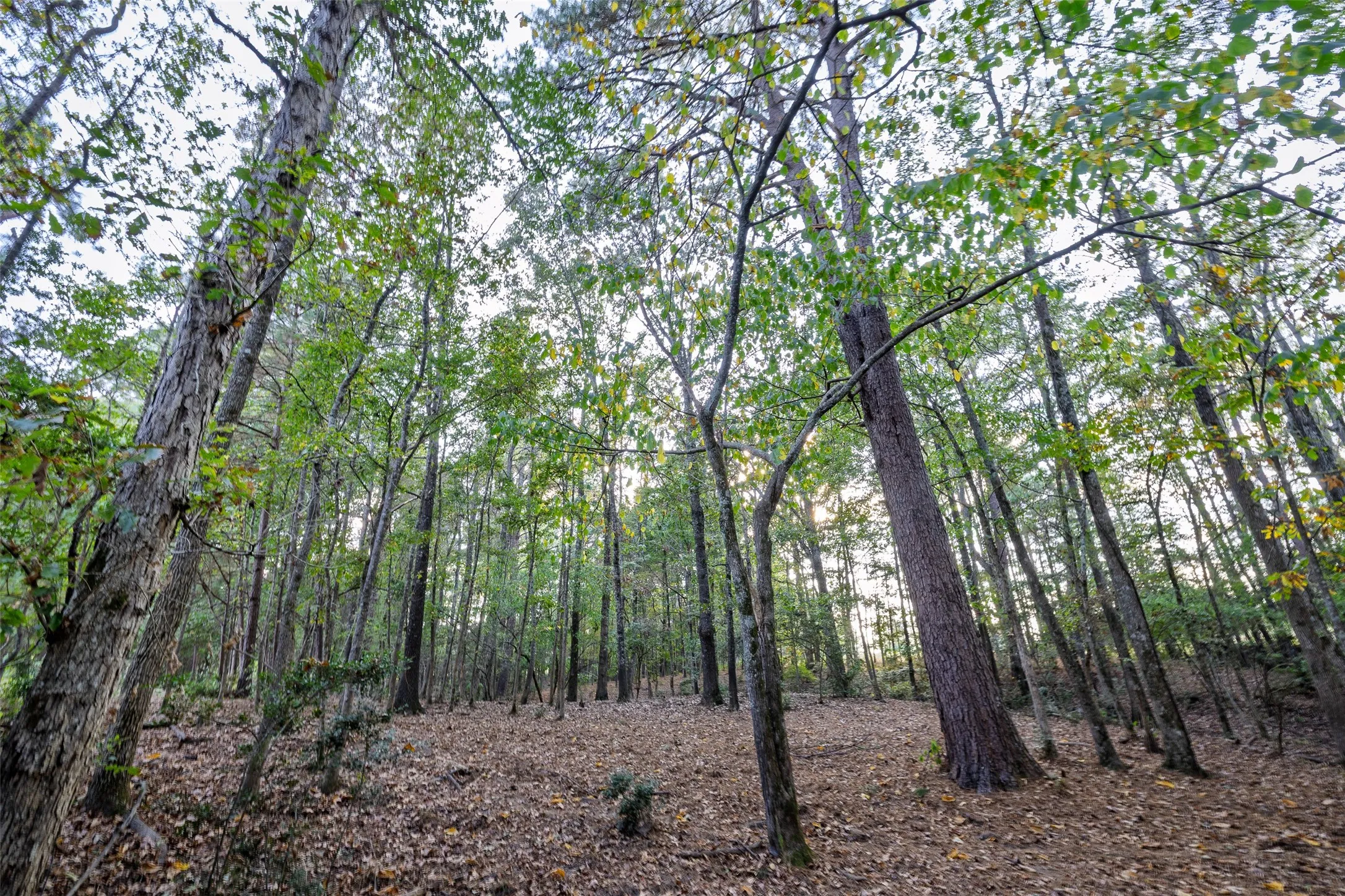 Improved Land For Sale in Shelby County , 973 County Road 2572, Center, Texas 75935, 0, 0, Garage spaces, 0 Sqft, built in 1980, mls#21087604, Real Estate Agent in Center, Homes For Sale in Shelby county, Homes For Sale in Center, Realtor in Center Texas, Real Estate Brokerage Independent Realty Texas, Luminita Cordes Realtor