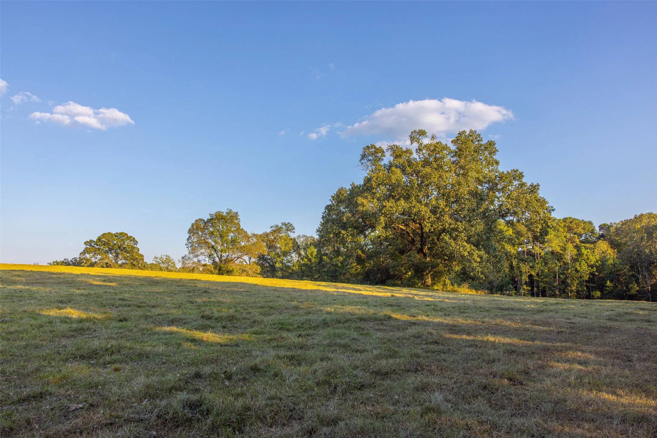 Improved Land For Sale in Shelby County , 973 County Road 2572, Center, Texas 75935, 0, 0, Garage spaces, 0 Sqft, built in 1980, mls#21087604, Real Estate Agent in Center, Homes For Sale in Shelby county, Homes For Sale in Center, Realtor in Center Texas, Real Estate Brokerage Independent Realty Texas, Luminita Cordes Realtor