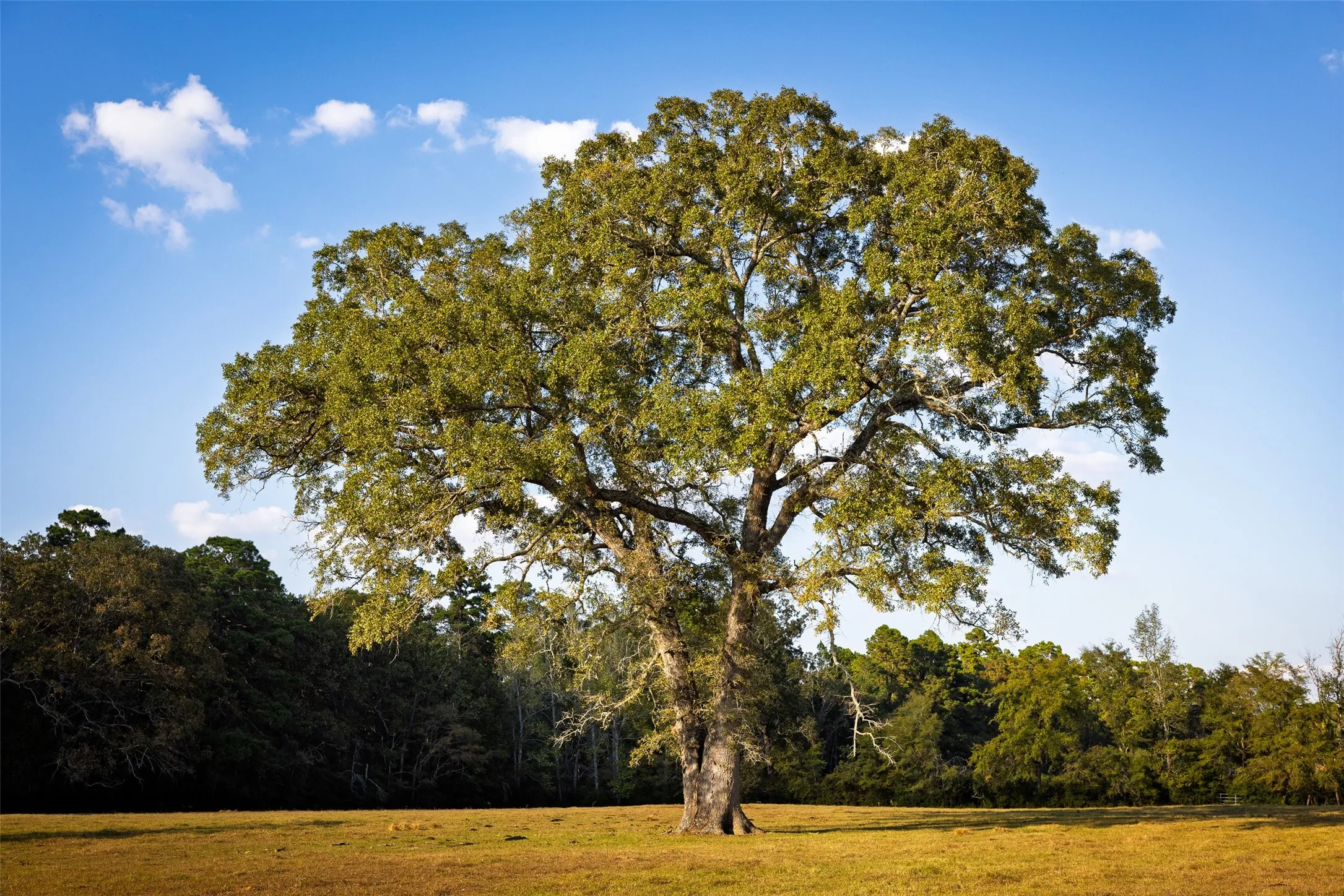 Improved Land For Sale in Shelby County , 973 County Road 2572, Center, Texas 75935, 0, 0, Garage spaces, 0 Sqft, built in 1980, mls#21087604, Real Estate Agent in Center, Homes For Sale in Shelby county, Homes For Sale in Center, Realtor in Center Texas, Real Estate Brokerage Independent Realty Texas, Luminita Cordes Realtor