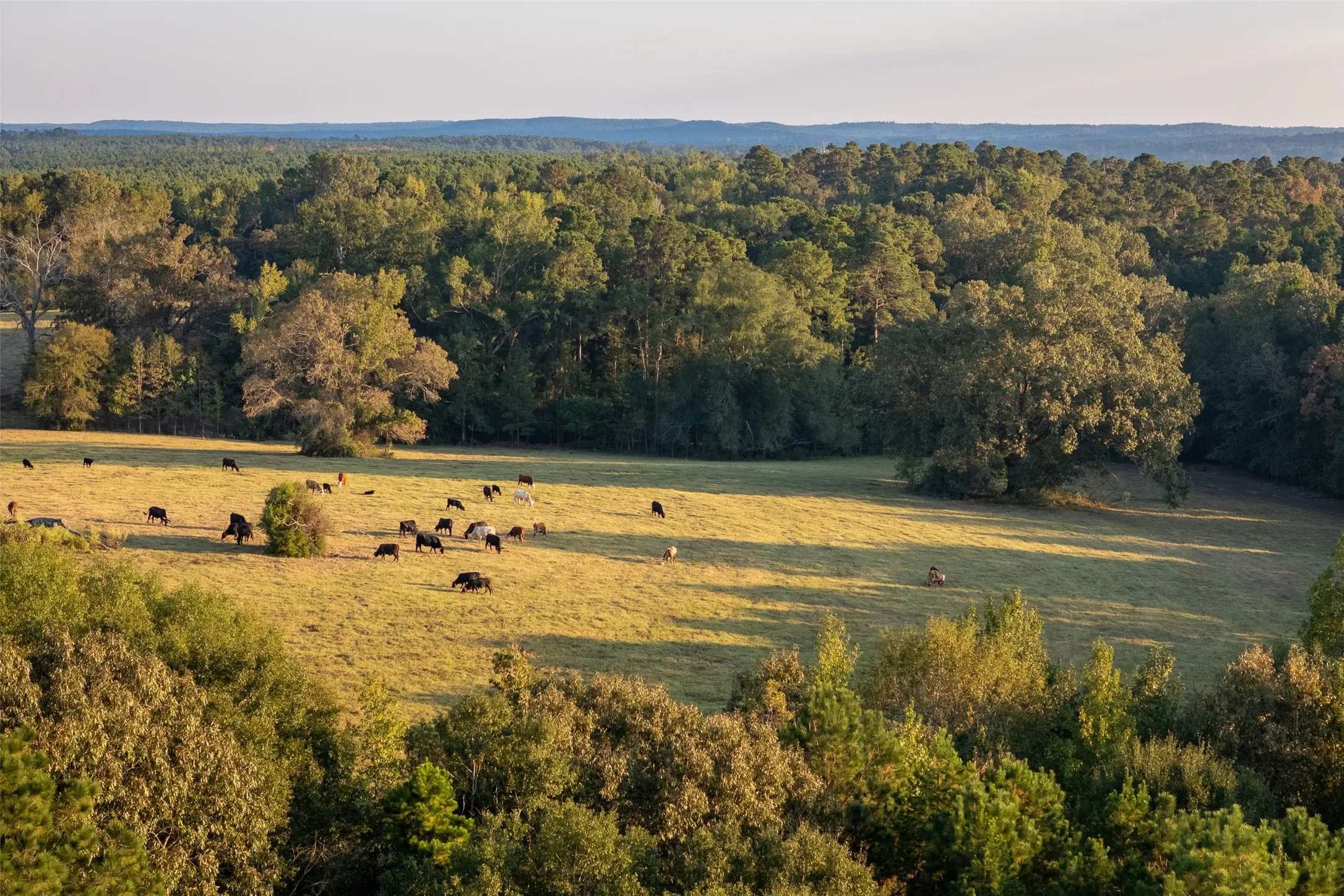 Improved Land For Sale in Shelby County , 973 County Road 2572, Center, Texas 75935, 0, 0, Garage spaces, 0 Sqft, built in 1980, mls#21087604, Real Estate Agent in Center, Homes For Sale in Shelby county, Homes For Sale in Center, Realtor in Center Texas, Real Estate Brokerage Independent Realty Texas, Luminita Cordes Realtor