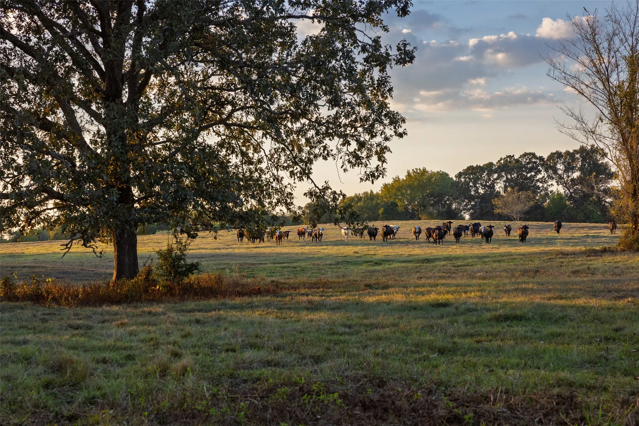 Improved Land For Sale in Shelby County , 973 County Road 2572, Center, Texas 75935, 0, 0, Garage spaces, 0 Sqft, built in 1980, mls#21087604, Real Estate Agent in Center, Homes For Sale in Shelby county, Homes For Sale in Center, Realtor in Center Texas, Real Estate Brokerage Independent Realty Texas, Luminita Cordes Realtor
