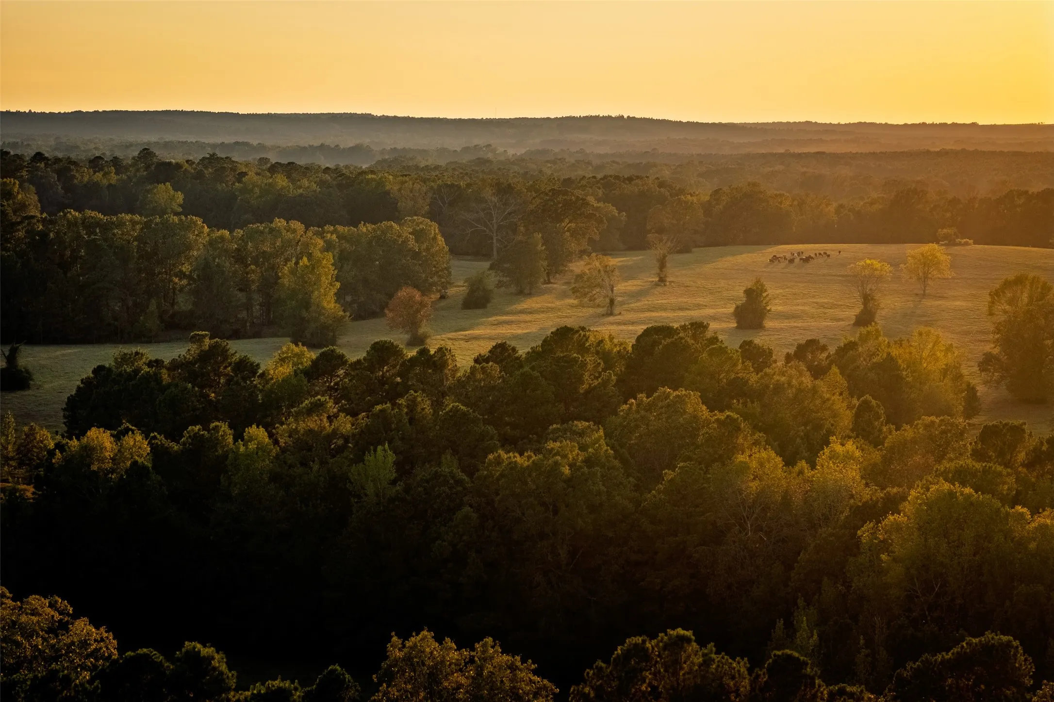 Improved Land For Sale in Shelby County , 973 County Road 2572, Center, Texas 75935, 0, 0, Garage spaces, 0 Sqft, built in 1980, mls#21087604, Real Estate Agent in Center, Homes For Sale in Shelby county, Homes For Sale in Center, Realtor in Center Texas, Real Estate Brokerage Independent Realty Texas, Luminita Cordes Realtor