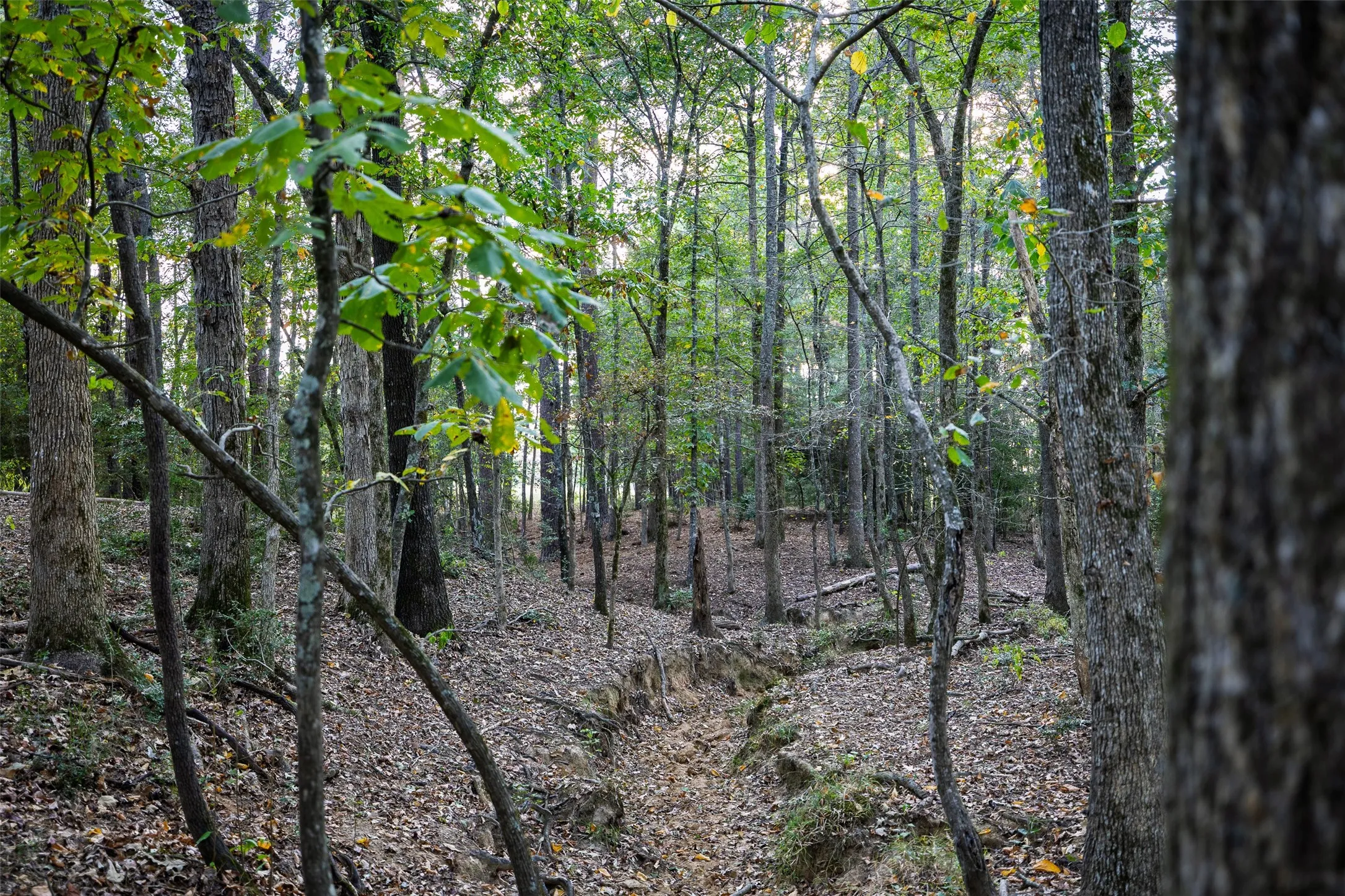 Improved Land For Sale in Shelby County , 973 County Road 2572, Center, Texas 75935, 0, 0, Garage spaces, 0 Sqft, built in 1980, mls#21087604, Real Estate Agent in Center, Homes For Sale in Shelby county, Homes For Sale in Center, Realtor in Center Texas, Real Estate Brokerage Independent Realty Texas, Luminita Cordes Realtor