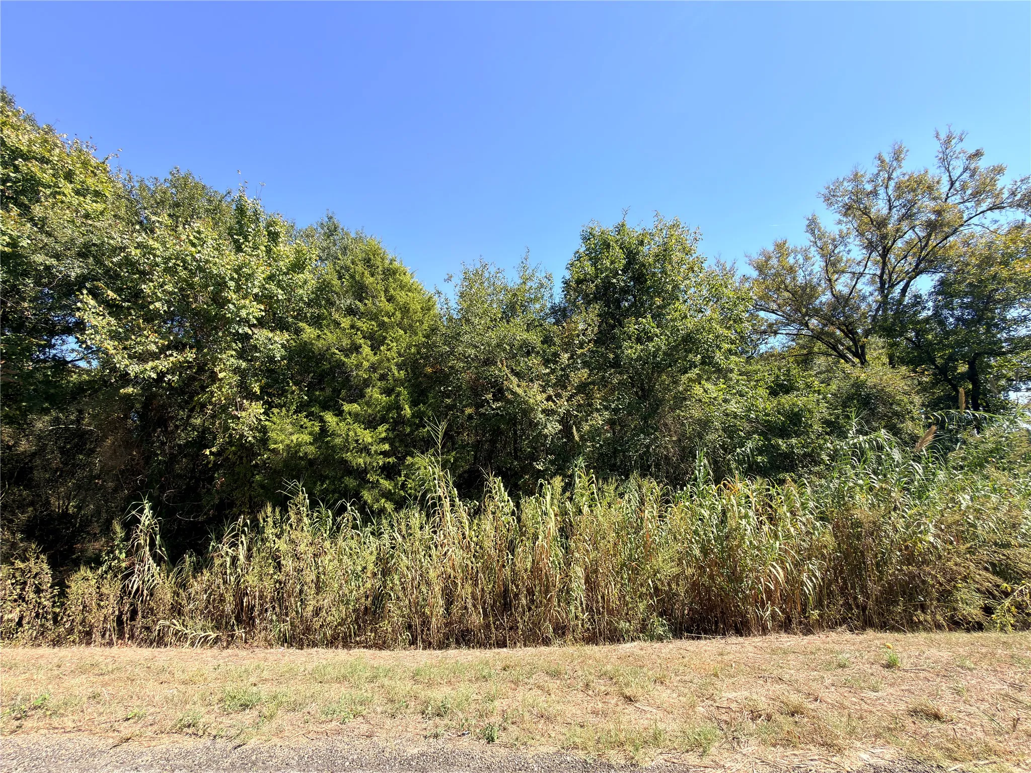 View of wooded area