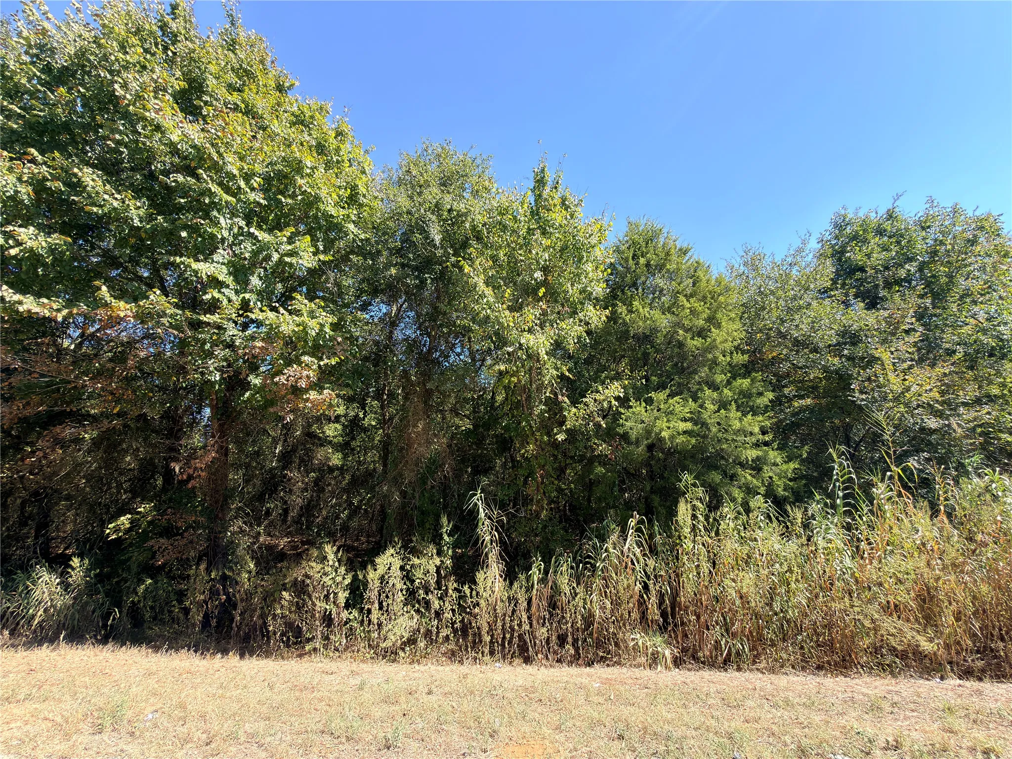 View of tree filled area