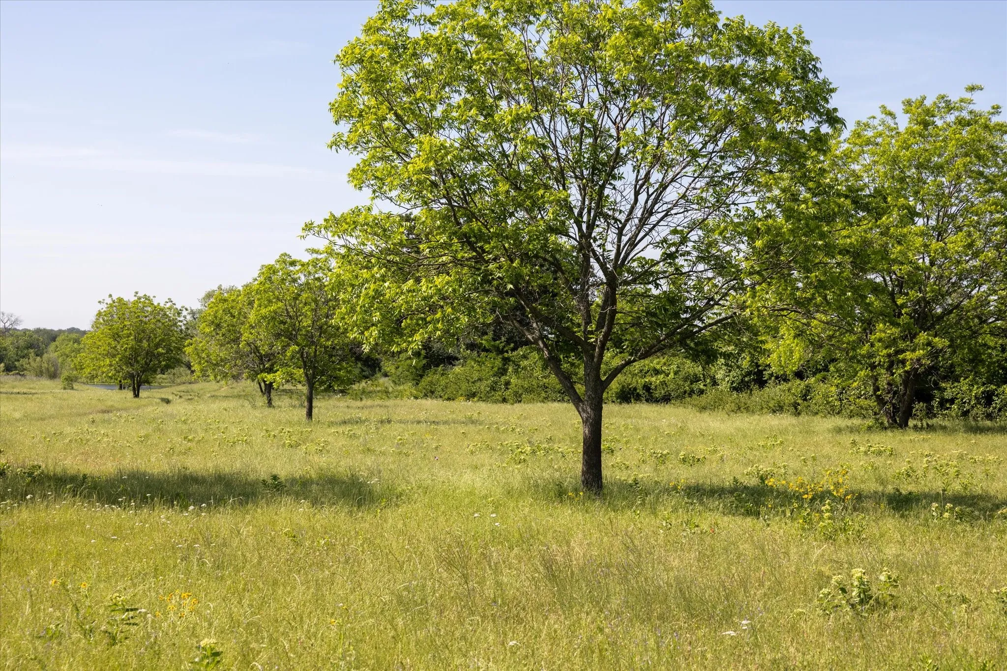 Pecan trees