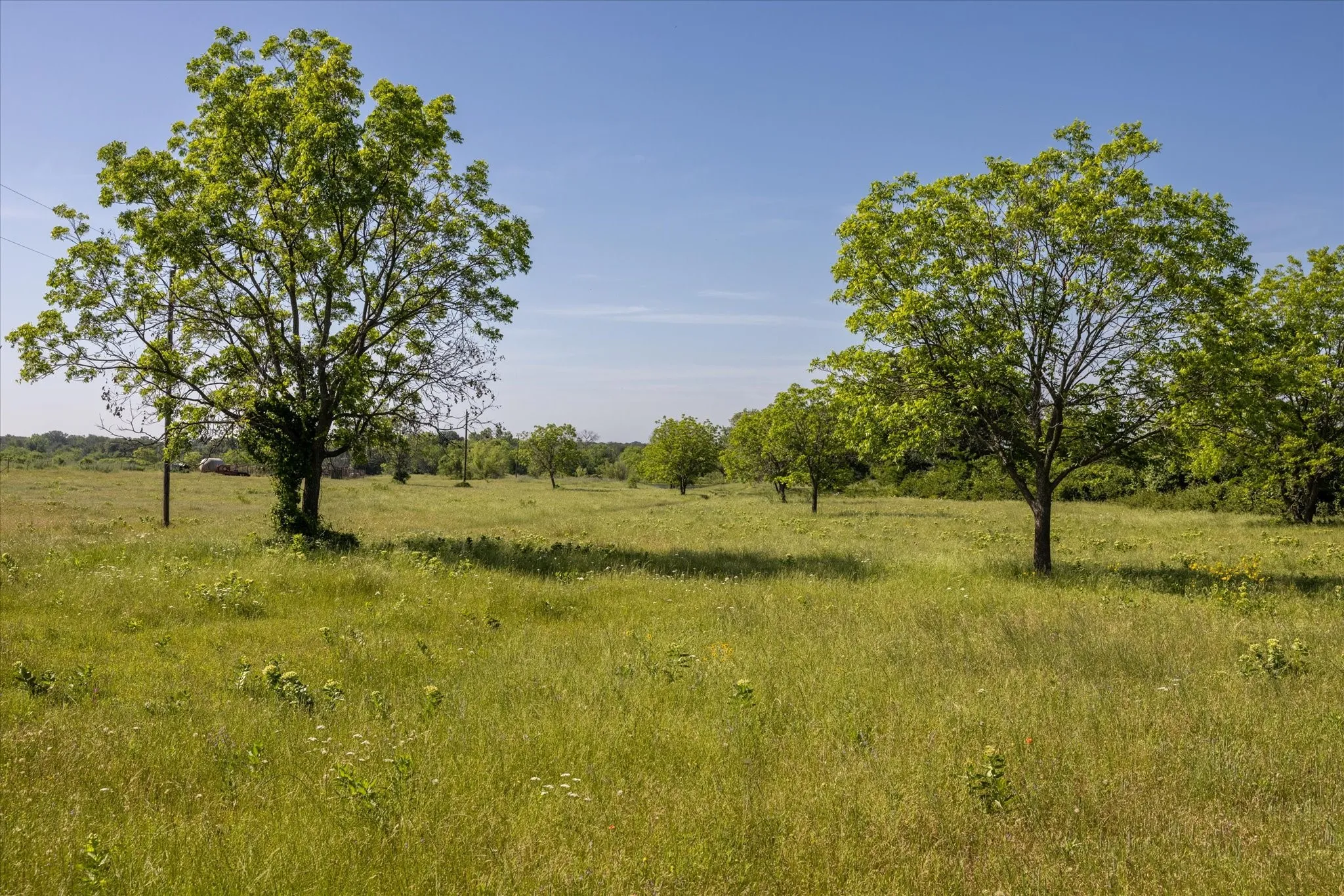 Pecan trees