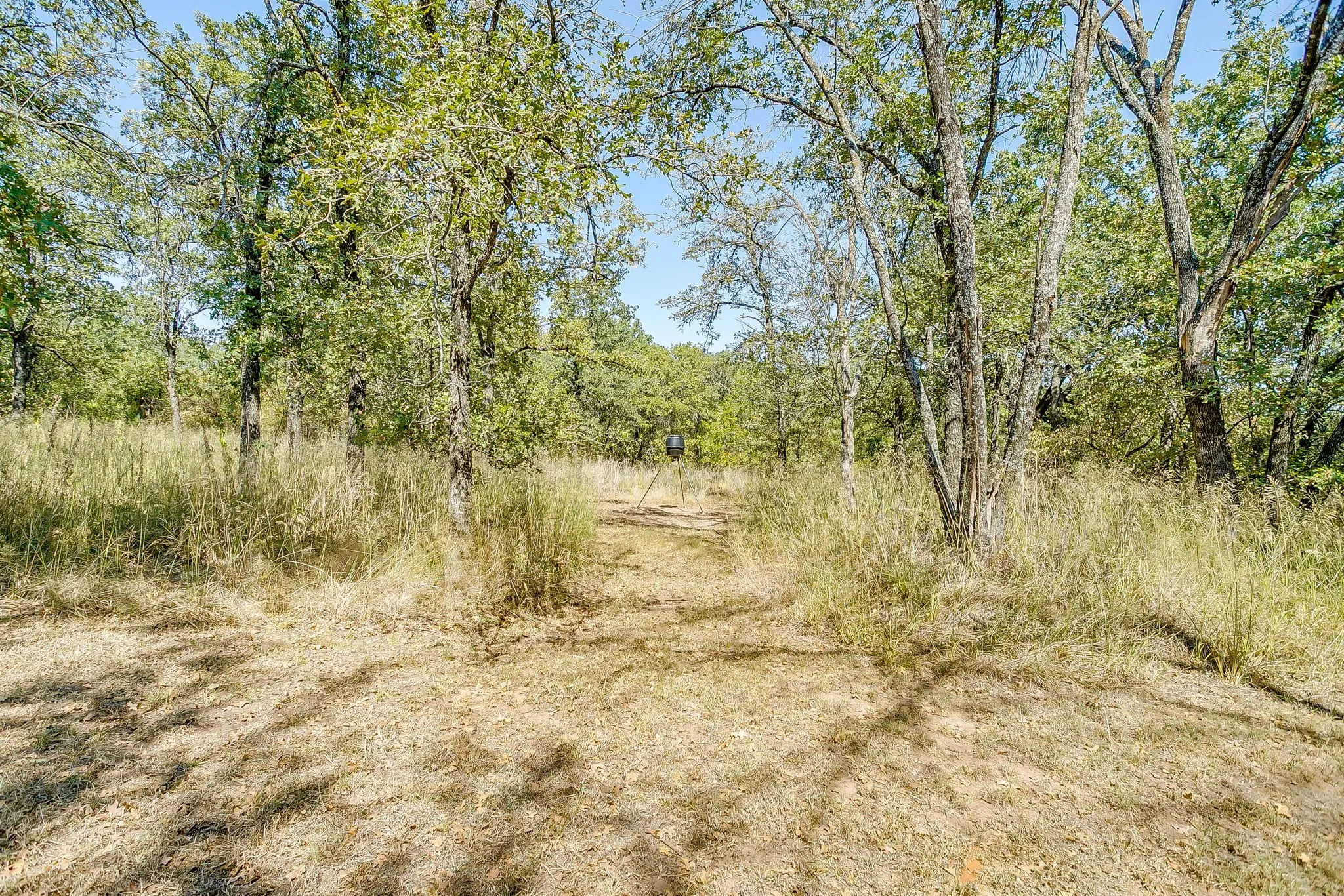 View of wooded area