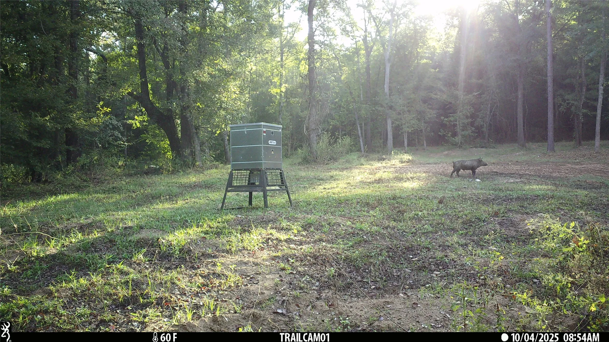 Wild hog on game camera East TX Hunting Land for Sale in Winona TX